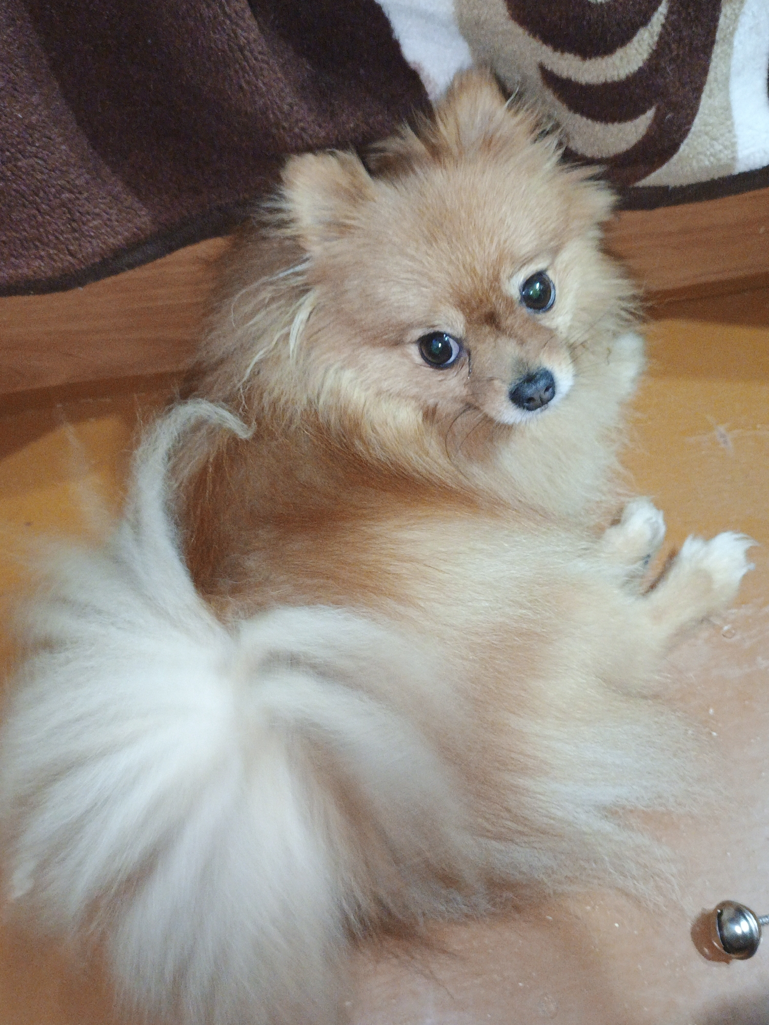 A Pomeranian dog lies on a wooden floor. The dog has light brown fur and a bushy white tail. The dog is looking towards the camera with its head slightly tilted. In the background, a brown blanket and a patterned rug are visible. The scene is indoors. The location is not specified in the image or the provided context.