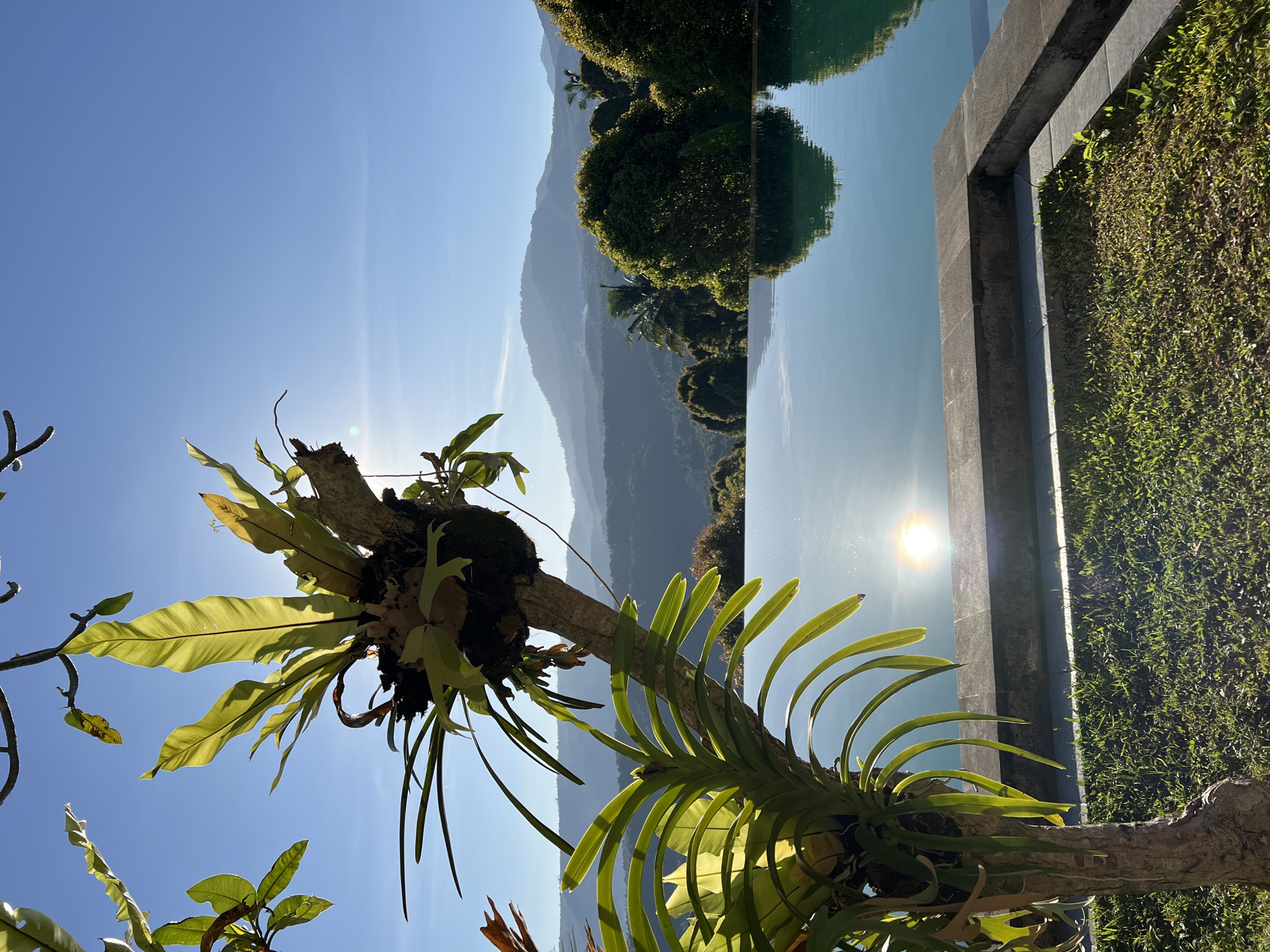 This is a vertical, medium shot of an infinity pool overlooking a lush, mountainous landscape under a clear blue sky. In the foreground, a tree trunk with epiphytic plants, including what appears to be a bird's nest fern, grows from the left side of the frame, its leaves catching the bright sunlight. The sun is visible, creating a lens flare as it reflects off the tranquil surface of the infinity pool. The pool's edge is lined with dark grey stone. Beyond the pool, a manicured lawn with some vegetation is visible, leading to the edge of the pool. The middle ground features a dense cluster of rounded, vibrant green trees. In the background, layers of misty, blue-hued mountains recede into the distance, with a hazy glow on the horizon. The scene evokes a sense of tropical serenity and natural beauty. The location is identified as Busungbiu, Indonesia. There are no people or animals visible in the image.