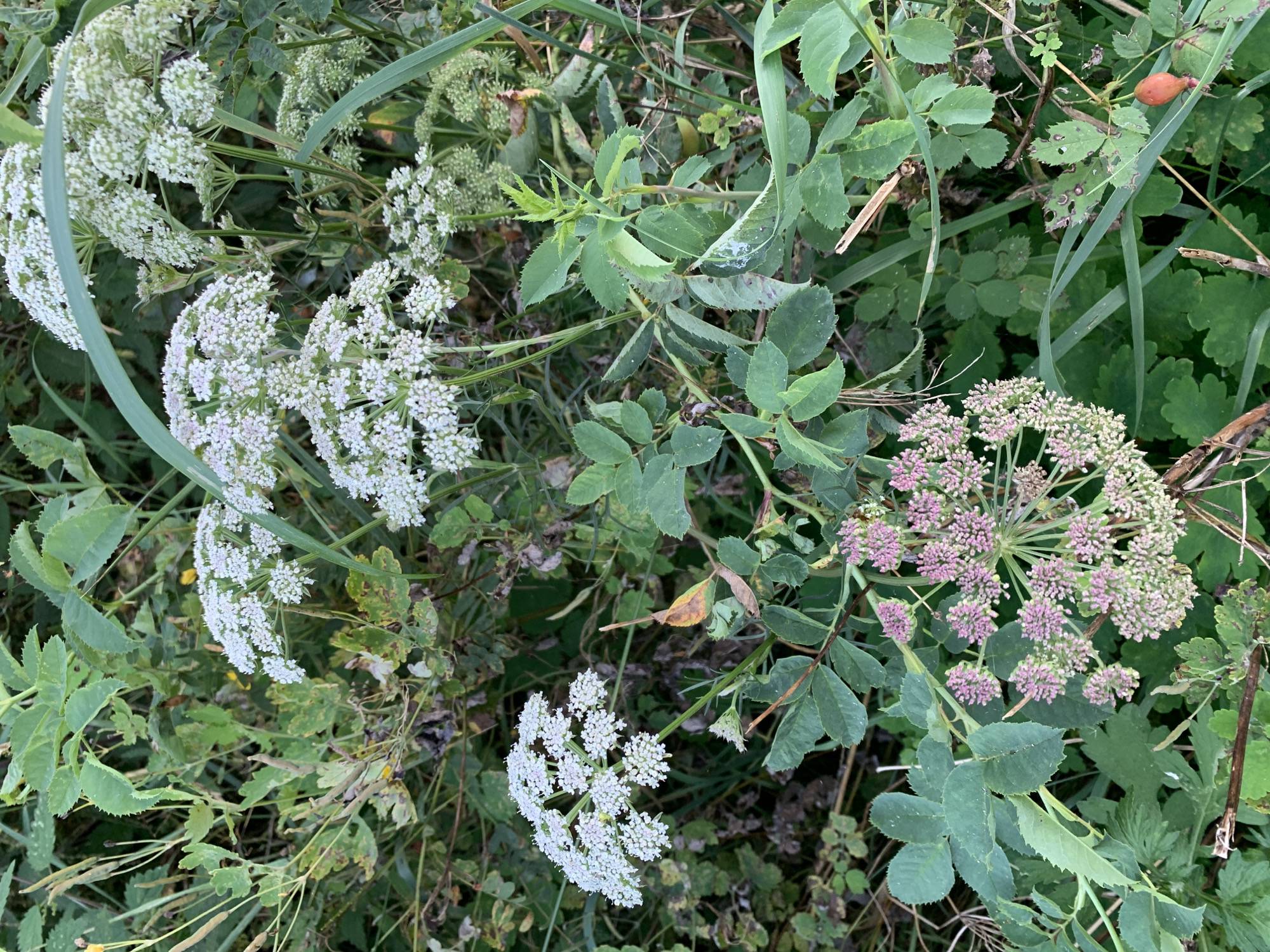 The image is a close-up, eye-level shot of wild plants with a focus on their flowers. The setting appears to be a natural environment, possibly a meadow or roadside, with dense green foliage. Dominating the scene are clusters of small white flowers, arranged in umbrella-shaped inflorescences, typical of plants in the Apiaceae family, such as Queen Anne's Lace. These are interspersed with broader green leaves, some of which are serrated. In the lower portion of the image, a cluster of pale pink flowers, also arranged in an umbel shape, is visible. The background is a blur of various shades of green and some dry, brown plant matter. No people, animals, or man-made objects are present. The lighting suggests it is daytime, with soft, diffused light. The overall impression is one of abundant, wild plant growth. The location is specified as Капцёўскі сельскі Савет, Belarus.