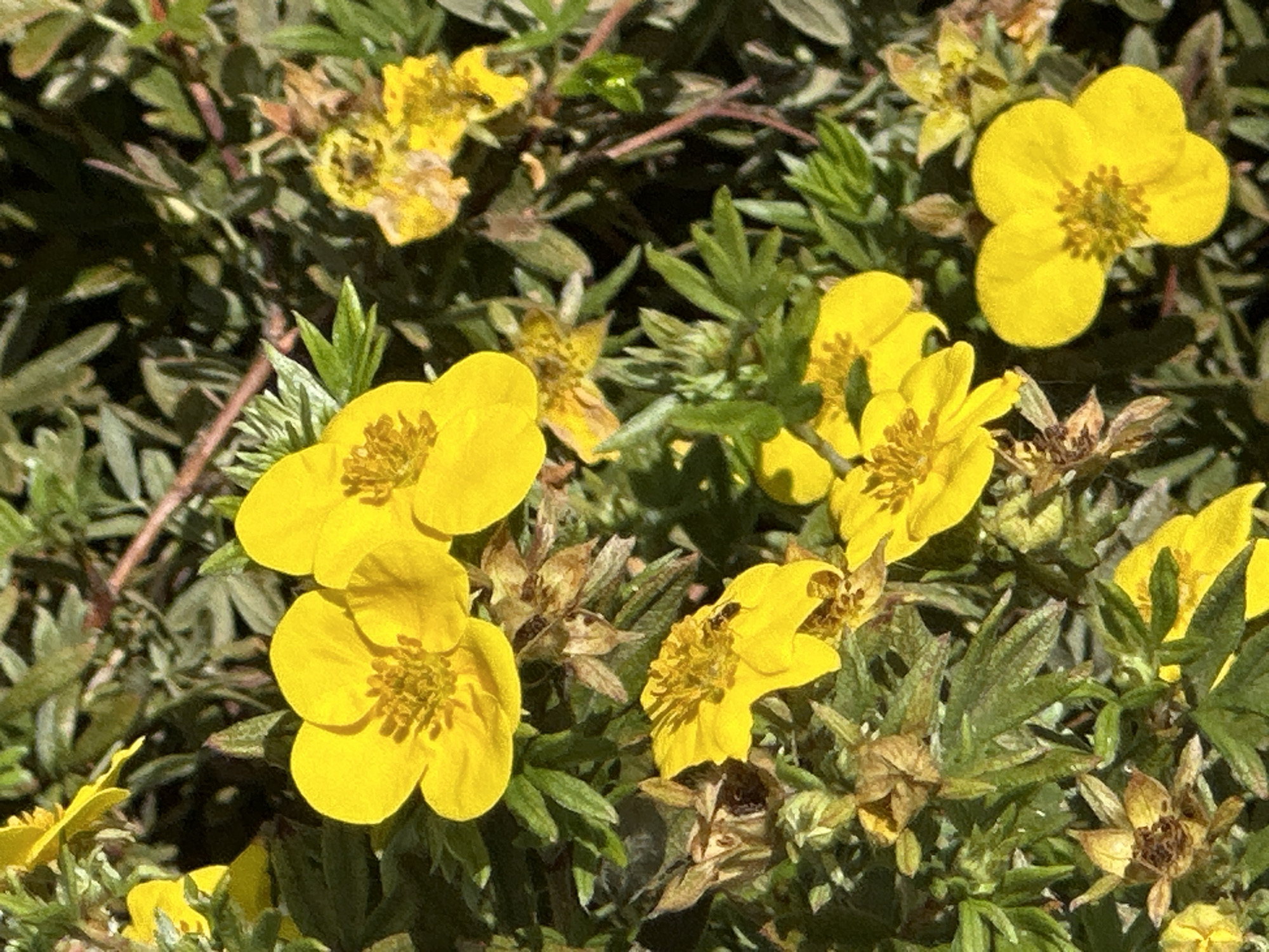 A close-up, eye-level shot captures several bright yellow flowers with five petals and a central cluster of stamens, set against a backdrop of green foliage and dried brown flower remnants. One flower in the lower center has a small dark insect, possibly a bee, resting on its petals. The overall impression is of a sunny, natural outdoor environment. There is no discernible connection to the city of Podolsk, Russia, in the image.