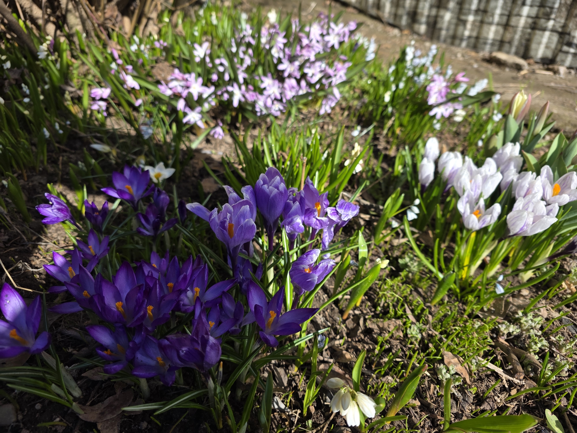 The image shows a flower bed in Chaikovsky, Russia. In the foreground, there are clumps of dark purple crocuses with bright orange centers. Behind them, there is a mix of light purple and white flowers. Some snowdrops and crocus flowers are mixed in with some moss and mulch. A dark, possibly wooden, fence is visible in the upper right. The ground is covered in soil and small pieces of mulch.