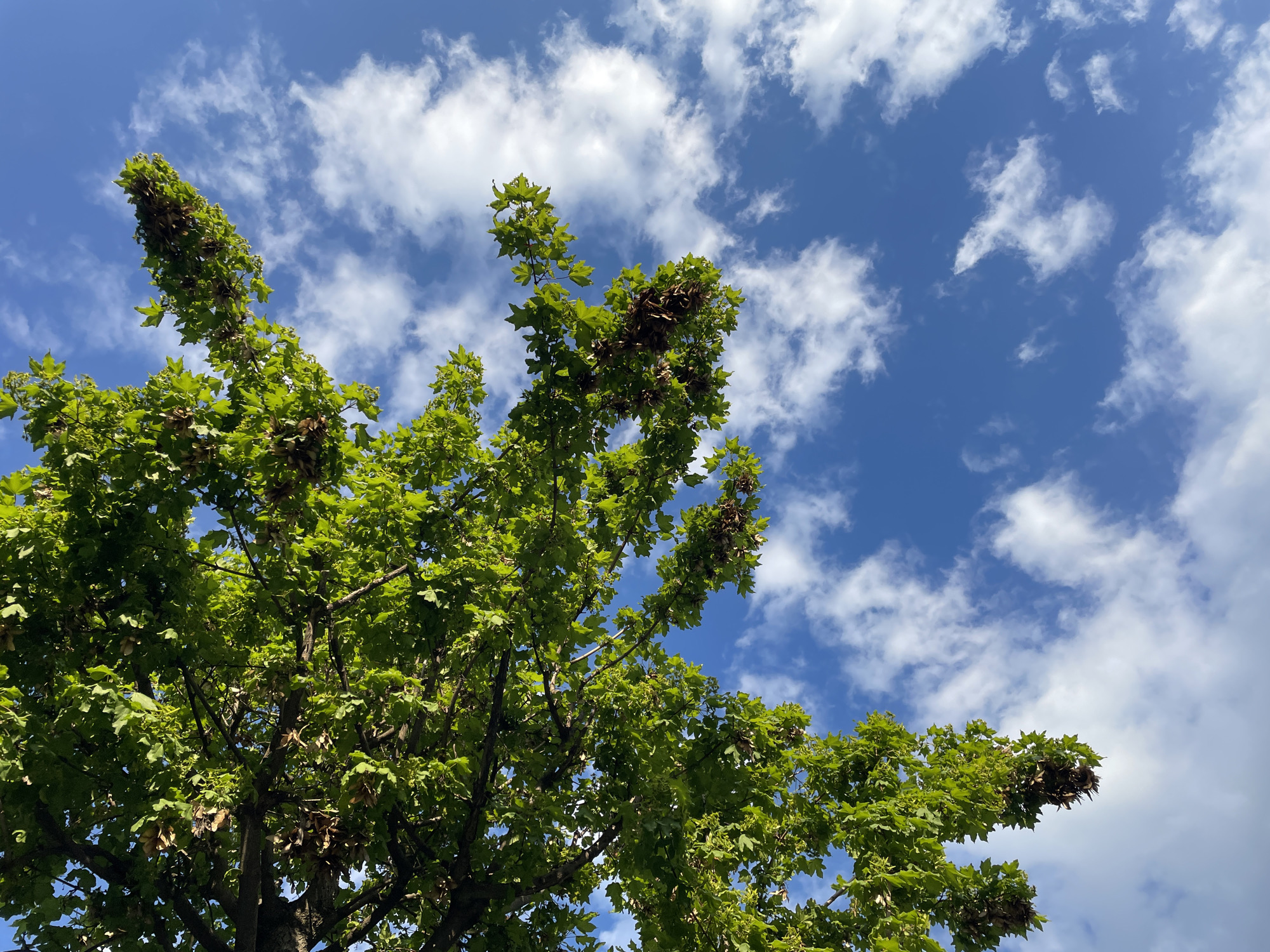 The image captures a vibrant, low-angle view of a deciduous tree against a clear blue sky filled with scattered white clouds. The scene, located in Tbilisi, Georgia, suggests a bright and pleasant daytime, likely during spring or early summer.
The tree's canopy dominates the lower and left portions of the frame. Its leaves are a fresh, bright green, indicating healthy foliage. These leaves are lobed, characteristic of maple trees. Interspersed among the green leaves, particularly in the upper and right parts of the tree, are numerous clusters of brown, winged seeds, known as samaras. These seeds are a distinctive feature, suggesting a type of maple or sycamore. The branches are visible through the gaps in the dense foliage.
The sky, occupying the upper and right sections of the image, is a brilliant azure blue. Fluffy, white cumulus clouds are dispersed across the sky, varying in size and shape, adding depth and texture to the background. The lighting is strong and even, suggesting direct sunlight.
There are no visible people, animals, or artificial objects in the image. No text is visible. The photograph conveys a sense of natural beauty, tranquility, and the freshness of an outdoor environment on a clear, sunny day.