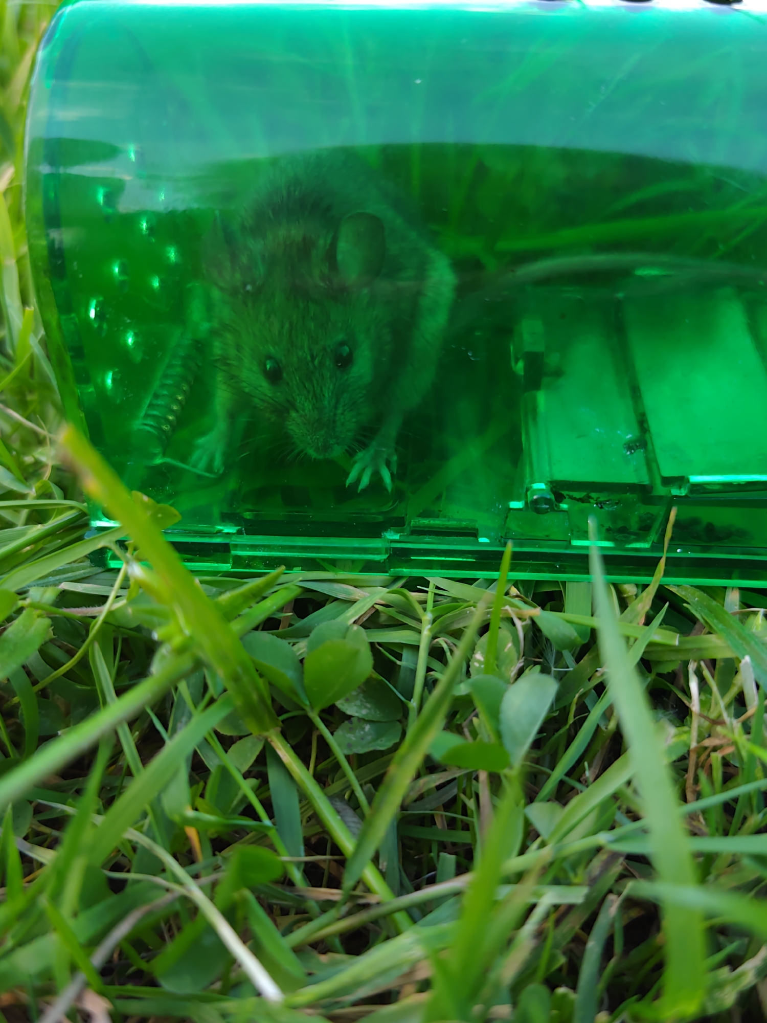 The image presents a close-up, low-angle view of a small, dark-furred rodent, likely a mouse or vole, confined within a transparent, vibrant green plastic live trap. The rodent is positioned centrally within the trap, its small eyes and paws clearly visible as it faces directly towards the camera with a seemingly cautious or wary expression. The translucent green plastic of the trap casts a green tint over the rodent's fur and the interior of the enclosure, where parts of the trap's mechanism, including springs and plastic plates, are discernible.
The trap is situated outdoors on a patch of lush green grass, with blades of grass and some clover-like plants occupying the foreground and surrounding the trap. The natural lighting suggests it is daytime. The focus is sharp on the rodent and the immediate blades of grass in front of the trap, while the background appears softly blurred. No text is visible in the image.
