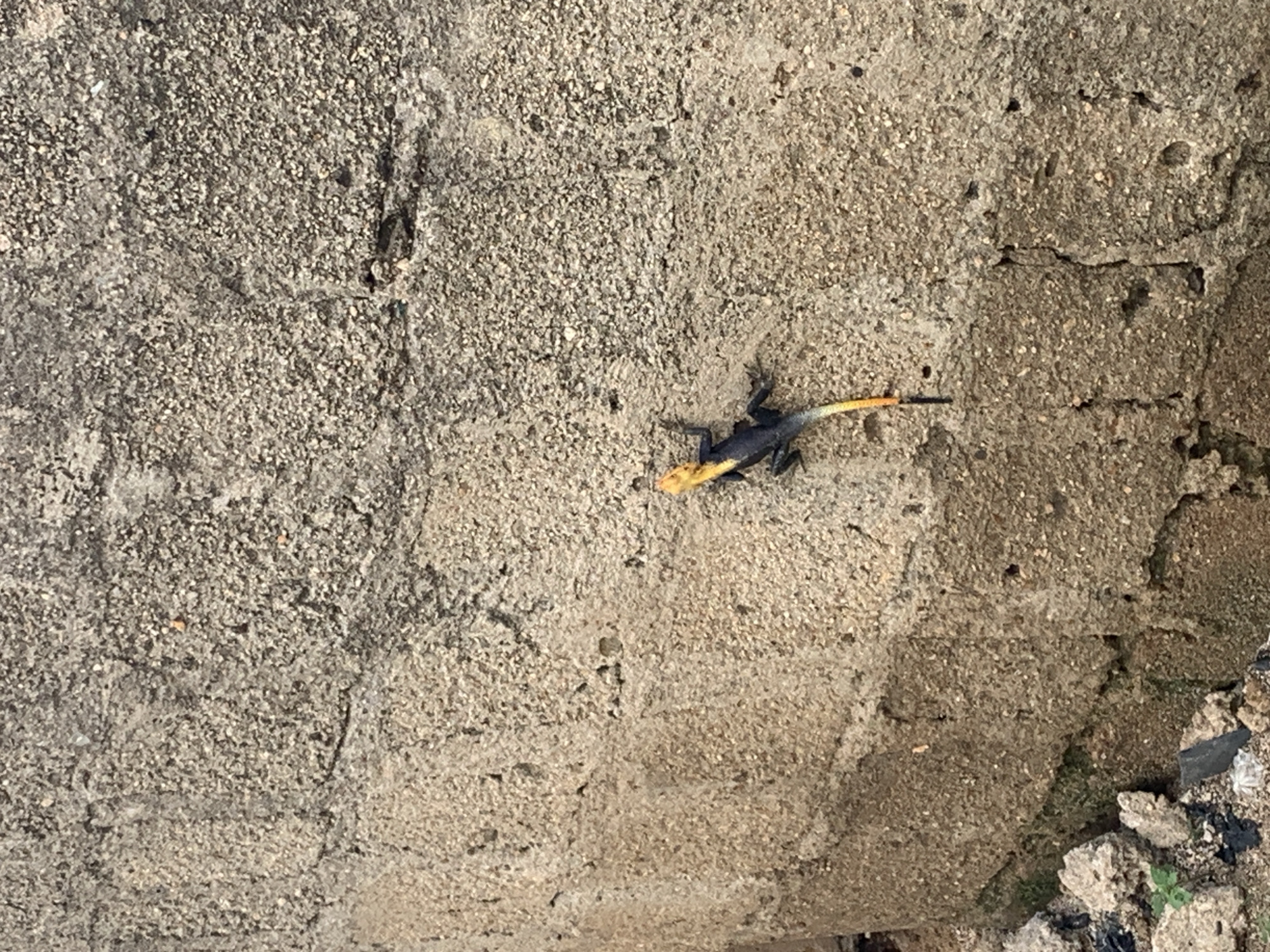 A small, colorful lizard with a black body, yellow head, and a gradient of yellow to orange tail is clinging to a rough, textured concrete wall. The wall is made of a coarse aggregate and appears weathered, with visible pores and some minor cracks. The lizard is positioned on the lower half of the frame, facing towards the right side of the image. The background is a continuation of the concrete wall, showing variations in texture and color due to light and shadow. At the bottom left of the image, some debris and small plants are visible at the base of the wall. The scene is outdoors and appears to be in a natural or urban environment with a focus on the lizard and its interaction with the wall.