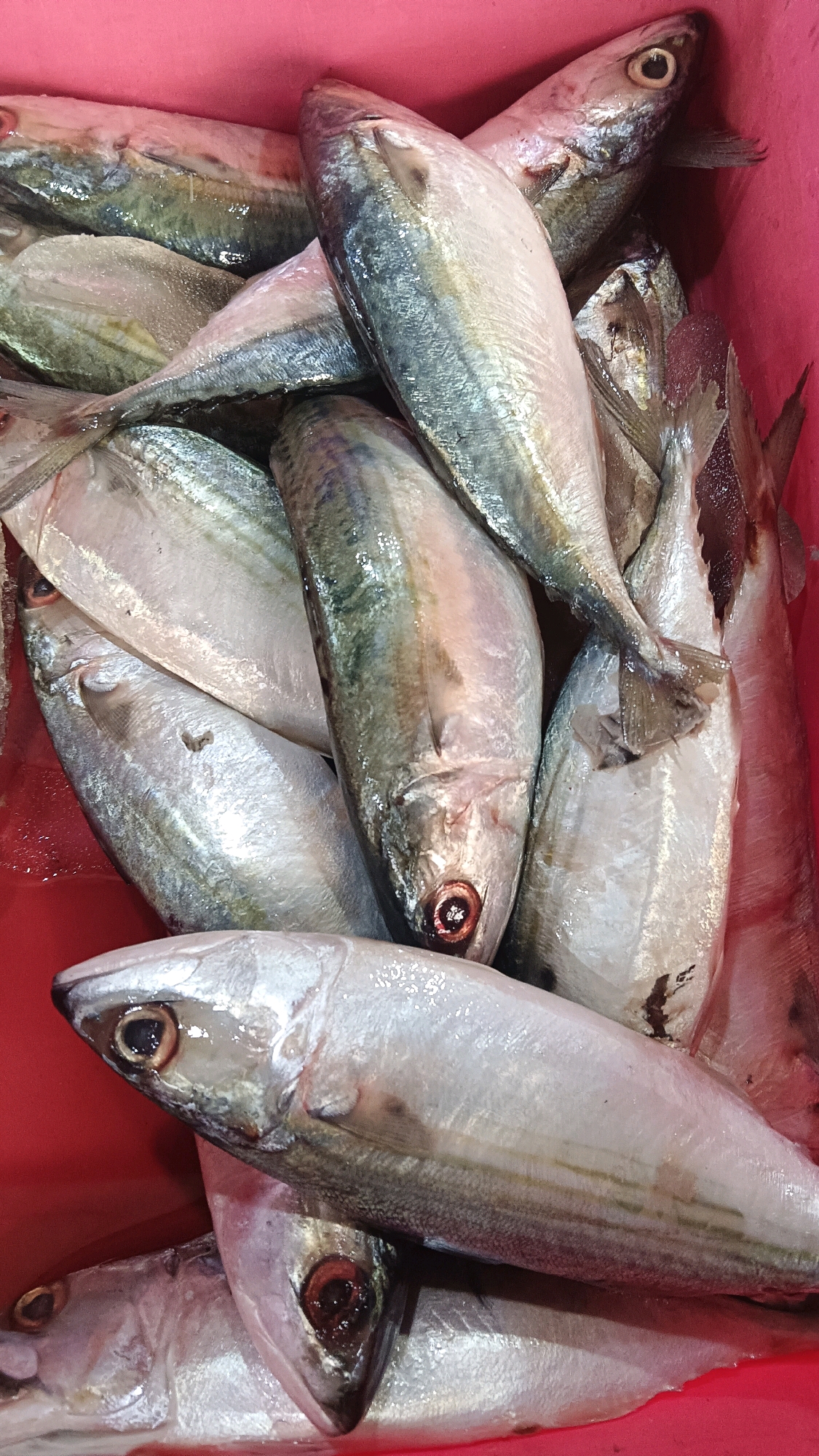 A close-up, overhead view shows a pile of several freshly caught, whole fish arranged in a red plastic container. The fish are silver and gray with faint dark stripes along their bodies. Their eyes are visible, and some appear to have a reddish hue. The fish are packed tightly together, with their heads and tails overlapping. The container is a bright, solid red. The image appears to have been taken in a market setting, likely a fish market, in Sragen, Indonesia.