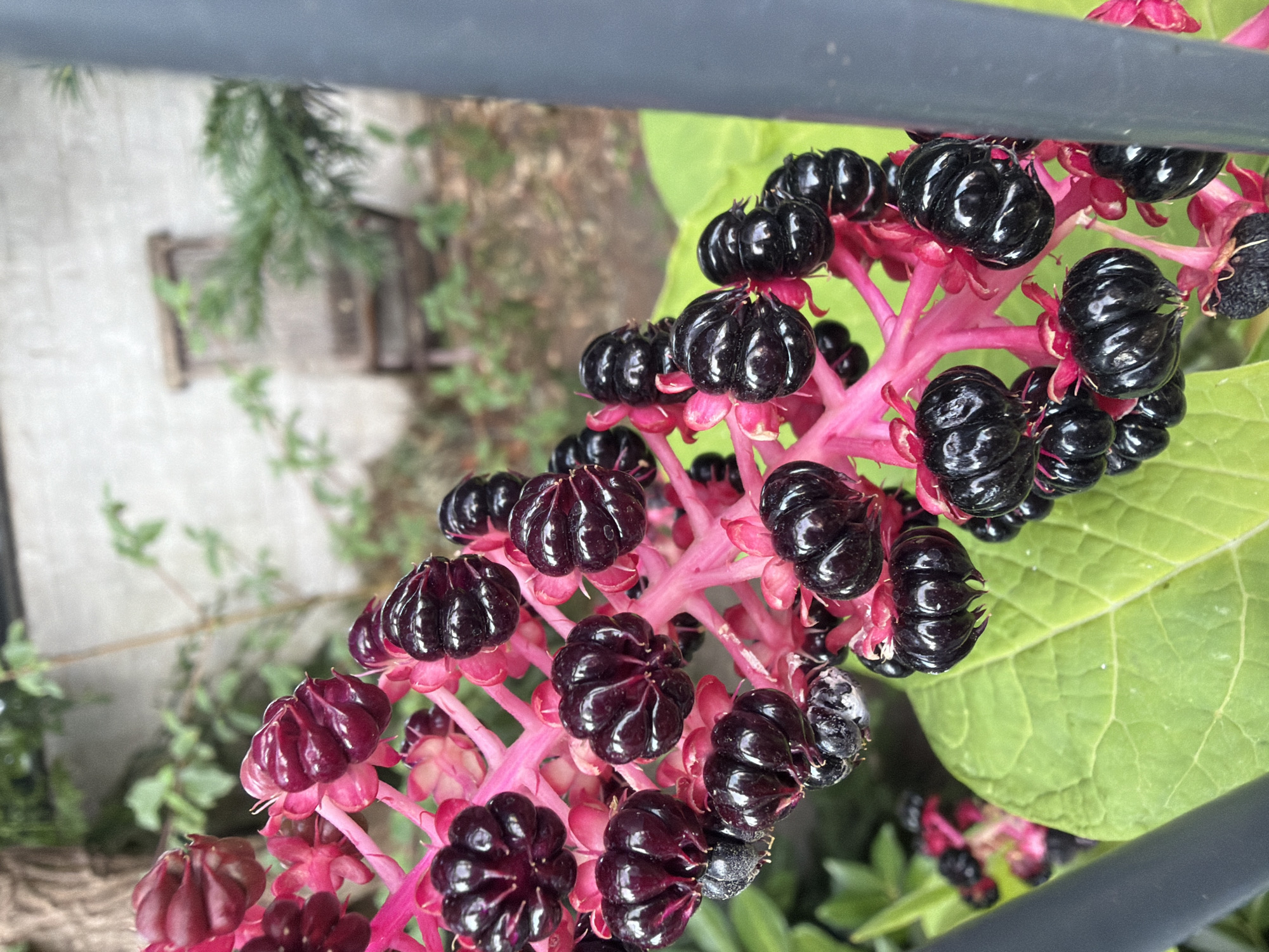 The image displays a close-up view of a cluster of dark, shiny berries growing on a bright pink stem. The berries are round with a slightly lobed appearance, and they are clustered together in a raceme. Some of the berries are partially obscured by vibrant green leaves. In the background, a blurred scene includes a tree trunk, a light-colored wall, and what appears to be an old wooden structure, possibly a shed or a piece of furniture. A portion of a dark gray vertical object, likely a fence or railing, is visible on the right side of the frame. The scene appears to be outdoors, likely in a garden or natural setting.