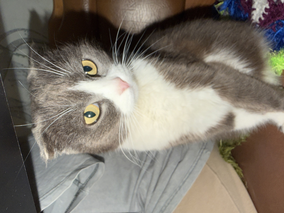 The scene depicts a domestic bicolour cat, exhibiting a grey and white fur pattern, seated indoors. The cat's ears are folded forward, consistent with the Scottish Fold breed. Its eyes are yellow-amber, and its nose is pink. The animal is facing directly towards the observer. To its immediate left, a light grey fabric item is visible. Above the cat, a dark, flat surface with fine linear marks is present. To its right and rear, a brown, textured surface consistent with leather upholstery can be seen. The cat is situated on a dark brown surface. Beneath its lower body, various textiles including bright green fluffy material, blue textured fabric, and a crocheted item patterned with purple, white, and blue are visible. The location is contextually identified as the city of Komsomolskiy, Russia. No human subjects or interactions are depicted within the frame.