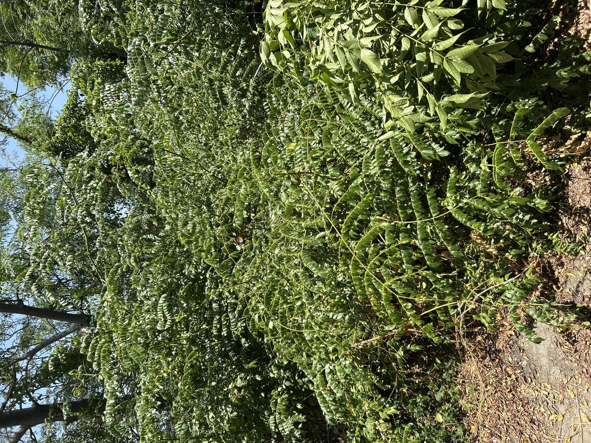 The image shows a dense, lush green bush or small tree with compound leaves. The branches are thin and winding, covered in numerous small leaflets. The foliage is so thick that it obscures much of the background, but hints of tree trunks and blue sky are visible through the leaves at the top. In the lower left, dry brown leaves and a patch of concrete or dirt ground are visible. No people or animals are clearly discernible within the bush, though a small, indistinct, orange-brown object is faintly visible near the center of the image, possibly a butterfly or a piece of debris. The overall impression is of overgrown vegetation in a natural or semi-natural setting, likely outdoors during daylight hours. The location in Banda Aceh, Indonesia, suggests a tropical or subtropical climate, consistent with the verdant growth.