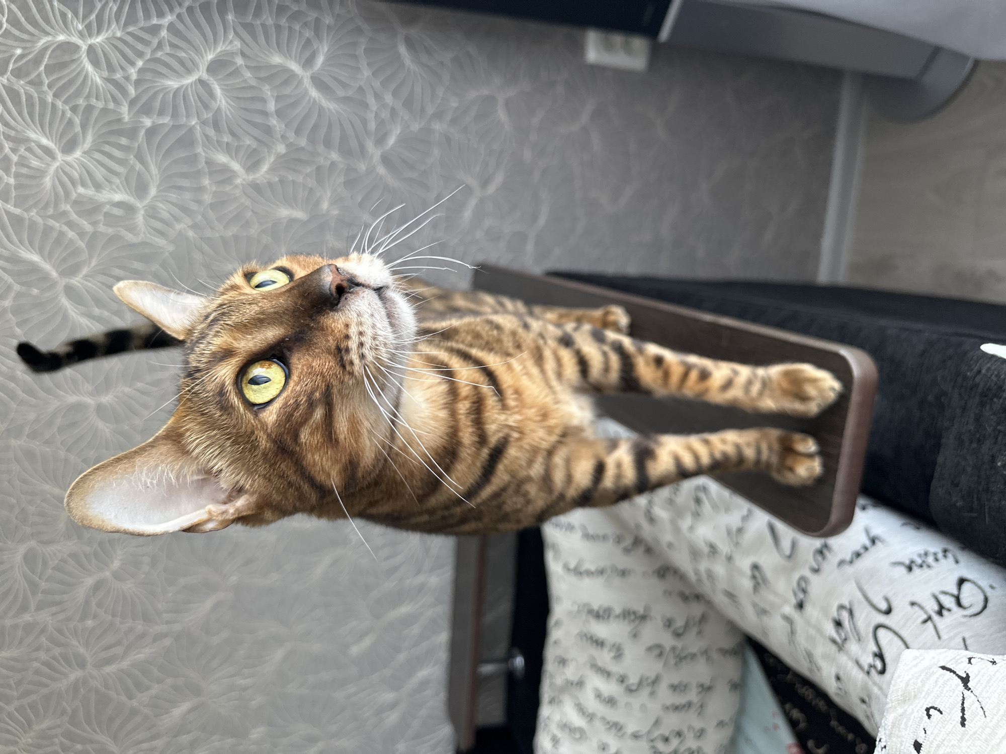 A Bengal cat with distinctive spotted fur and bright yellow eyes stands on a narrow, dark brown shelf. The cat's tail is raised and striped. The background features a gray, textured wallpaper with a swirling pattern. In the lower left of the frame, a dark couch with patterned pillows is visible, and in the lower right, a tall, silver electronic device is present. The image does not contain any information that can be used to determine its location in the city of Gornyi Erik, Russia.