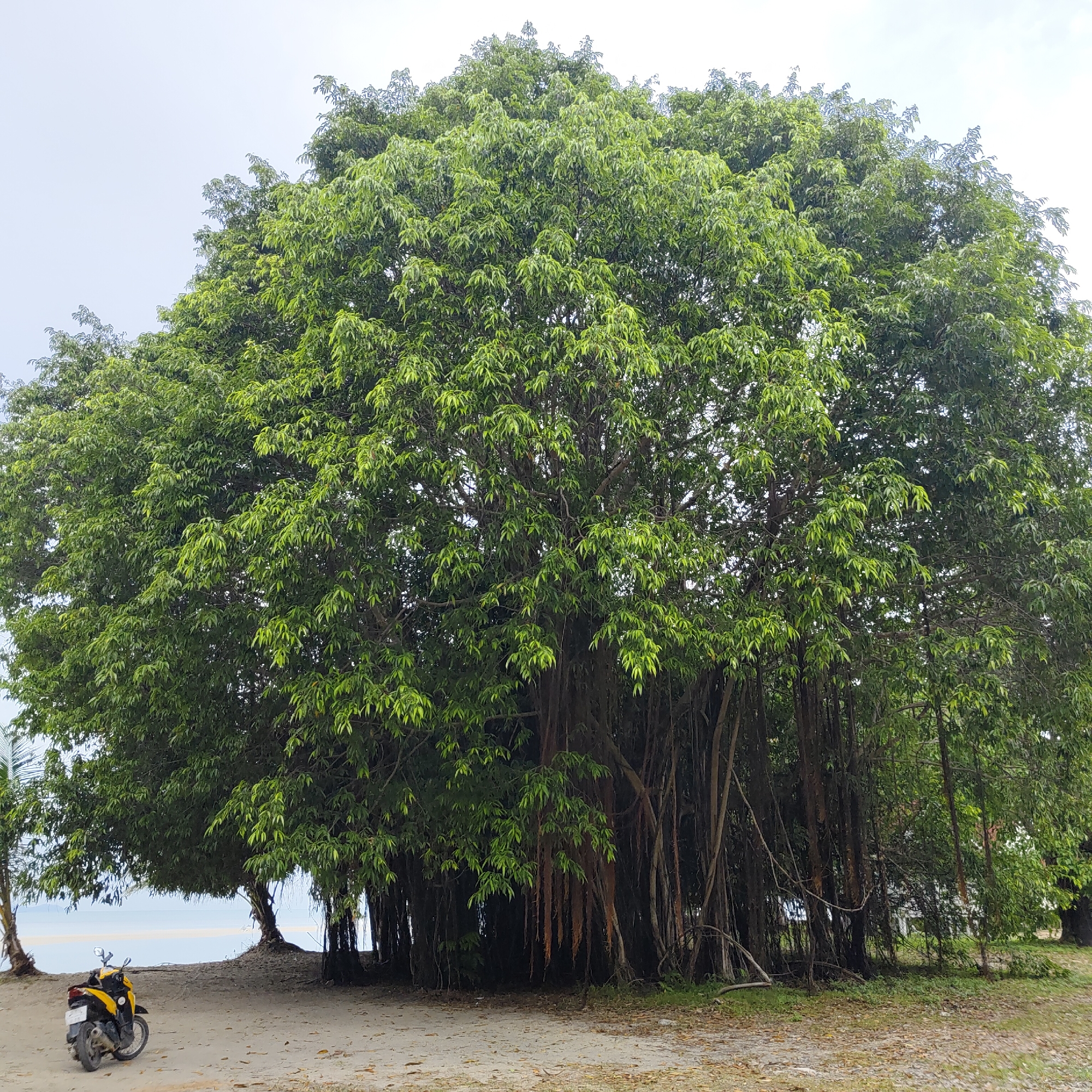 A wide shot captures a large banyan tree with hanging aerial roots situated on a sandy ground, bordering a calm body of water. To the left, a yellow and black motorcycle is parked on the sand. The tree dominates the center of the frame, its dense green foliage extending upwards and outwards, with visible aerial roots descending from its branches. The background reveals a tranquil ocean with a light-colored sandy beach. The sky above is overcast and pale. The scene appears to be a public area, likely a beachside location within Ban Tai Subdistrict, Thailand.