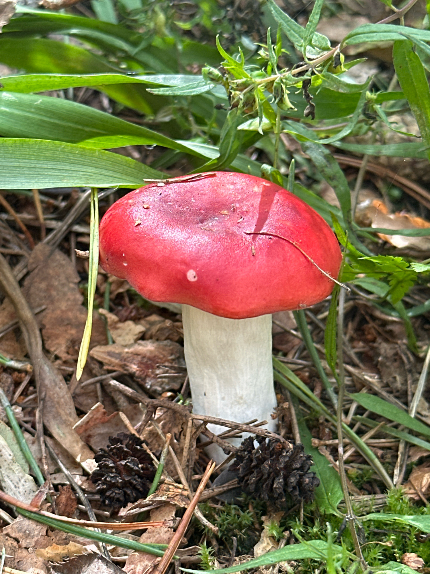 A bright red mushroom with a white stem stands prominently in a forest floor environment. The mushroom's cap is round and smooth, with a few tiny white speckles and a thin, dry twig resting across its top. The stem is thick and cylindrical. Surrounding the mushroom, the ground is covered with dry leaves, pine needles, and small dark brown pinecones. Green grass and plant stems emerge from the leaf litter, some reaching over the mushroom. The background consists of more greenery and soft, out-of-focus foliage, suggesting a wooded area. The lighting is natural, indicating an outdoor scene during daylight. The overall impression is that of a close-up, detailed shot of a single mushroom in its natural habitat, likely in the forest area of Занарацкі сельскі Савет, Belarus.