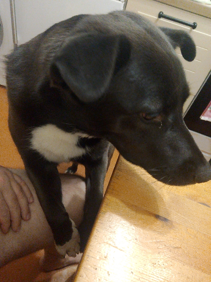 The image displays a close-up view of a black dog with short, smooth fur. The dog is positioned to the left of the frame, looking down and towards the right, with its head slightly lowered. It has prominent floppy ears and a dark snout. Its right eye is partially visible, appearing dark brown or black, with a slight reddish tint around the inner corner.
A notable feature of the dog is a distinct, irregular white patch of fur on its chest. One of its front paws, visible closer to the bottom left, also has a small white marking. The dog's legs appear slender.
The setting is indoors, likely a kitchen or dining area, indicated by a light-colored wooden surface (possibly a table or counter) in the foreground and extending to the right. In the background, there are light-colored cabinets or furniture with a dark handle visible.
On the far left of the image, parts of a person's body are visible. A bare arm and hand rest on what appears to be a bare leg, indicating the person is sitting or standing very close to the dog. The dog is positioned with its front paws near or on the wooden surface, suggesting it is interacting with something on it or looking for attention from the person.
The overall lighting is soft, illuminating the dog's fur and the wooden surface, which shows some subtle grain and minor reflections. The dog's expression appears focused and calm, intently looking down. There is no visible text in the image.