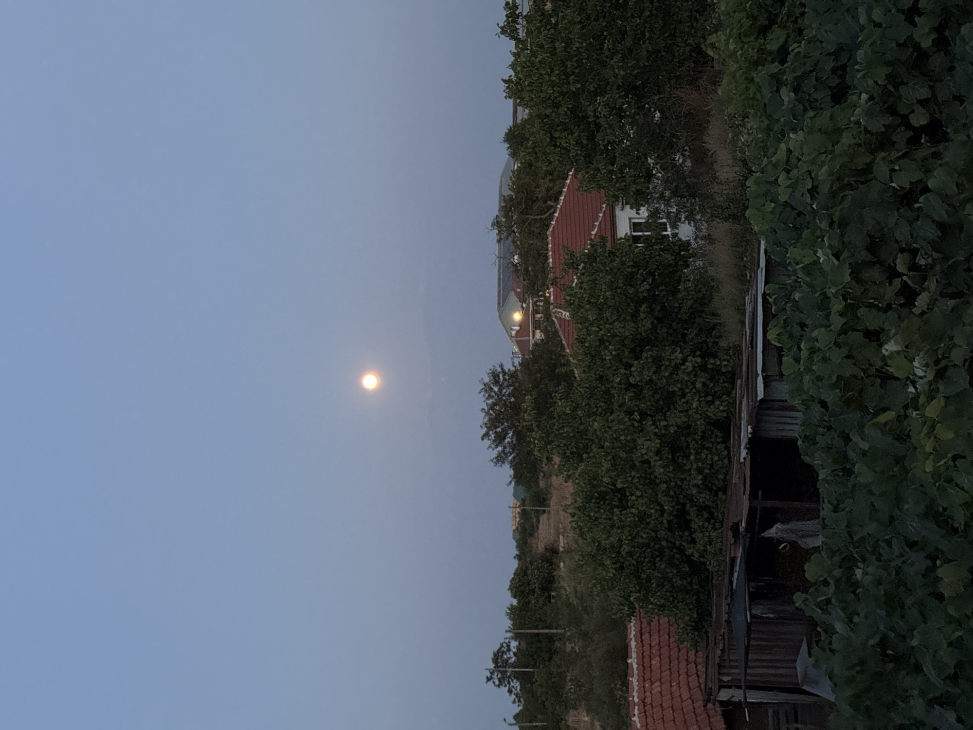 The image depicts a twilight scene with a full moon prominently featured in the pale blue sky, slightly to the left of the center. Below the sky, a hazy horizon reveals distant structures and lights. In the midground, a cluster of trees forms a dense canopy. Peeking through the trees are the red-tiled roofs of several houses, one with white walls and visible windows. Closer to the foreground, a rustic, weathered structure with a corrugated metal roof and wooden planks is visible, partially obscured by lush green foliage. The overall environment suggests a rural or semi-rural setting, possibly in the village of Ekzarh Antimovo, Bulgaria, given the architectural style and vegetation. No people are visible in the frame.