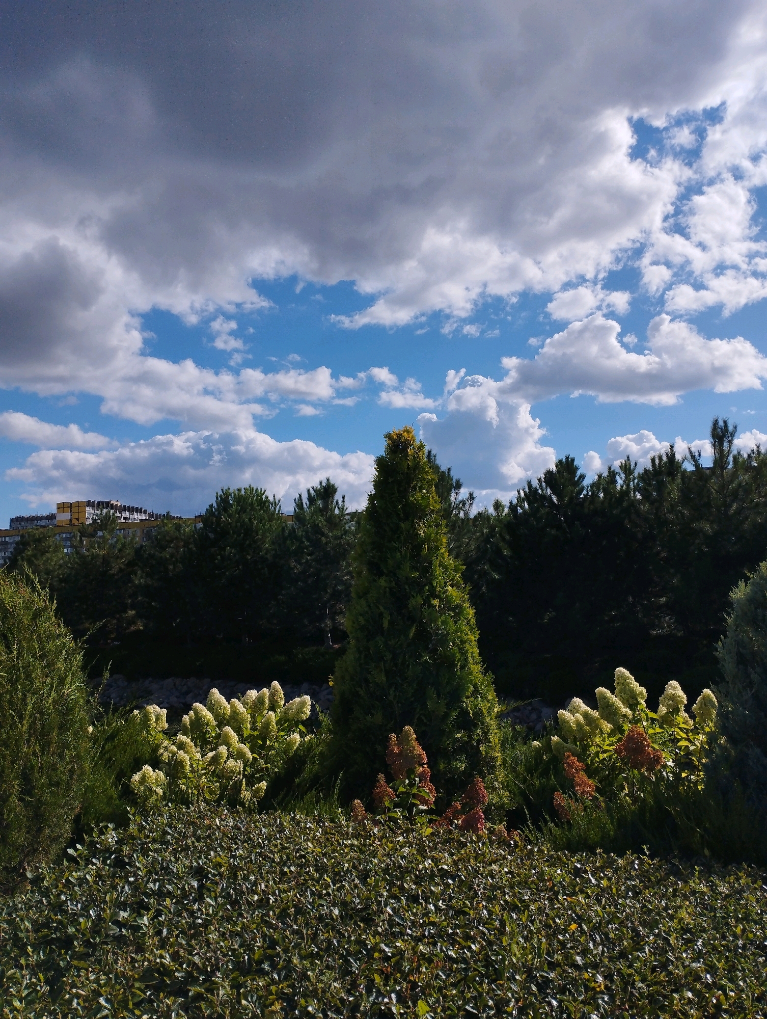 In this outdoor, eye-level, full shot, a dense, dark green hedge dominates the foreground. Behind it, a variety of plants are visible. To the left, a tall, conical evergreen tree stands out. To its right, a bush with clusters of light green, cone-shaped flowers is prominent. Further to the right, another bush displays clusters of reddish-brown flowers. A dark green evergreen forest forms the midground, with a dense line of trees stretching across the frame. In the background, a multi-story building with yellow and white facades and dark horizontal lines is visible, situated behind the trees. The sky above is a mix of bright blue patches and dramatic, dark grey clouds interspersed with white, fluffy clouds. The scene appears to be set in a park or garden area within a city.