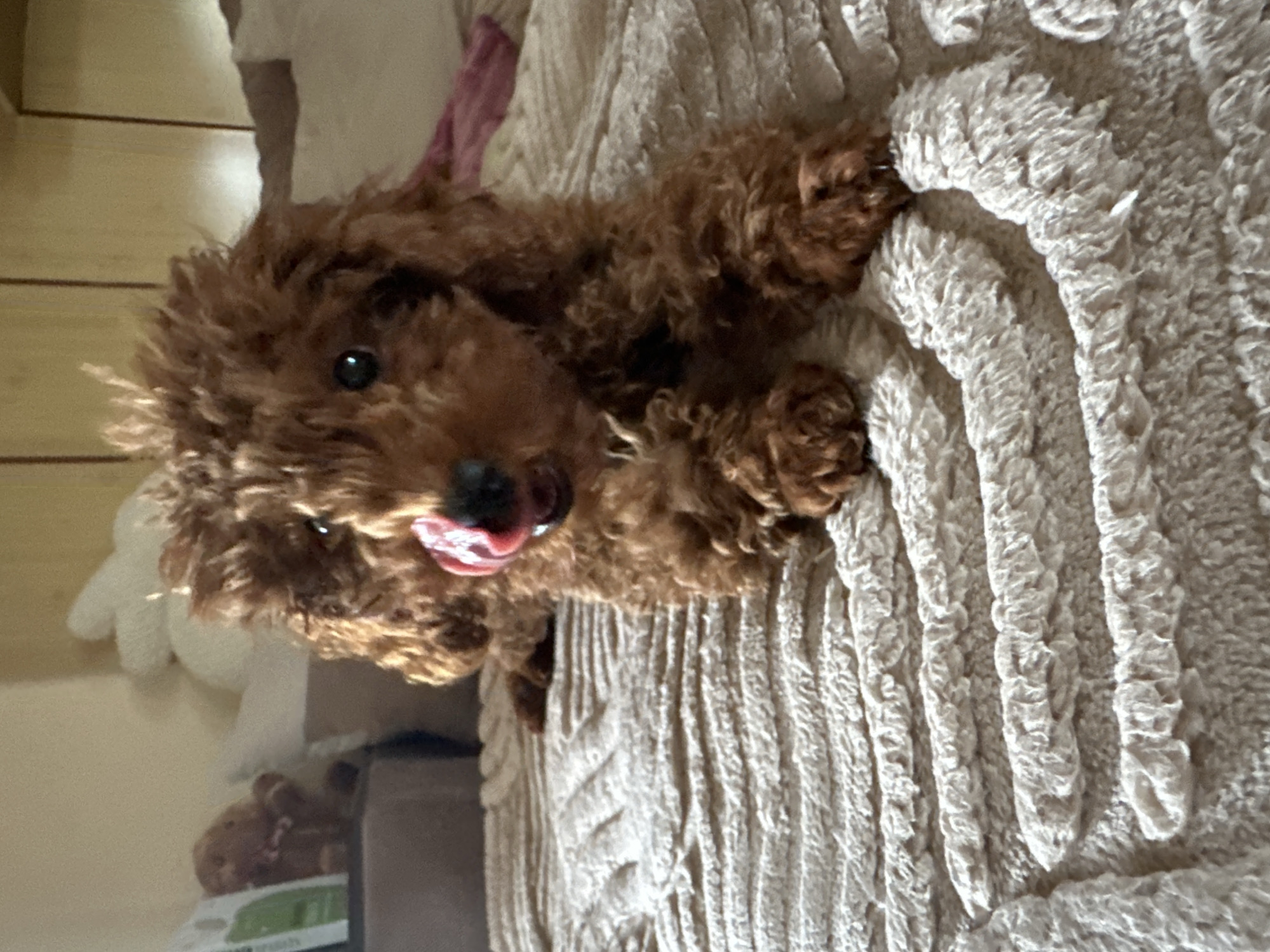 A brown, fluffy dog with its tongue out lies on a textured, cream-colored blanket. The background includes a wall, and out of focus, various objects including a white stuffed animal. The location is not discernible from the image.