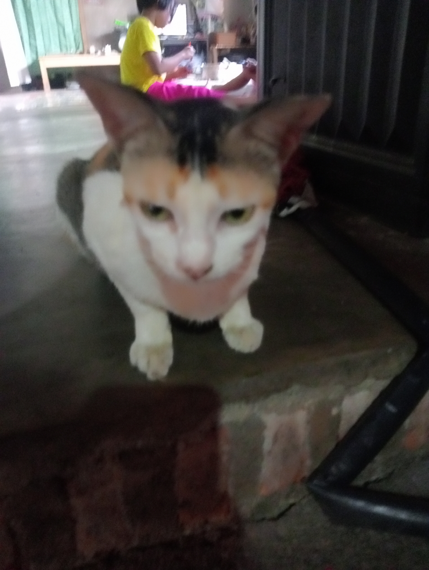 A blurry, medium-shot image shows a calico cat sitting on a brick ledge. The cat is mostly white with patches of orange and black on its head and back. Its eyes are partially closed, and its mouth is slightly open. In the background, a child wearing a yellow shirt and pink pants is visible, partially obscured by the cat. The child appears to be holding something. The environment suggests an indoor setting with some furniture and a green curtain in the background. The lighting is dim. The scene is consistent with a domestic environment within a residential area of Pekalongan, Indonesia.