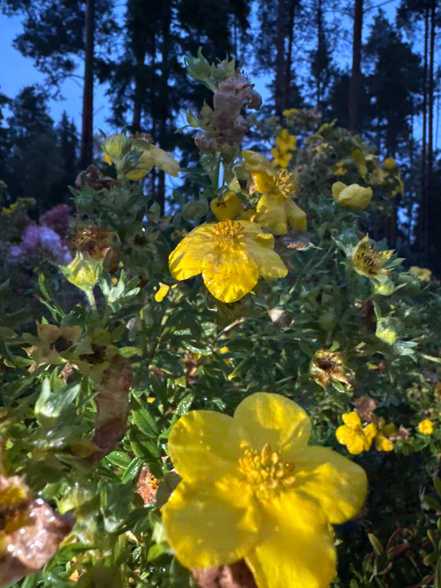 The image depicts a cluster of yellow flowers in a natural setting, likely a park or woodland, with tall, dark trees in the background against a twilight sky. The flowers are vibrant yellow with delicate petals and prominent stamens. Some of the flowers appear to be wet, suggesting recent rain or dew. The foliage is lush and green, with some brown, withered leaves and seed pods interspersed. The overall lighting suggests it is either dawn or dusk. The specific location in the city of Arfa, Russia cannot be determined from the visual information provided in the image. There are no people or discernible actions occurring in the scene.