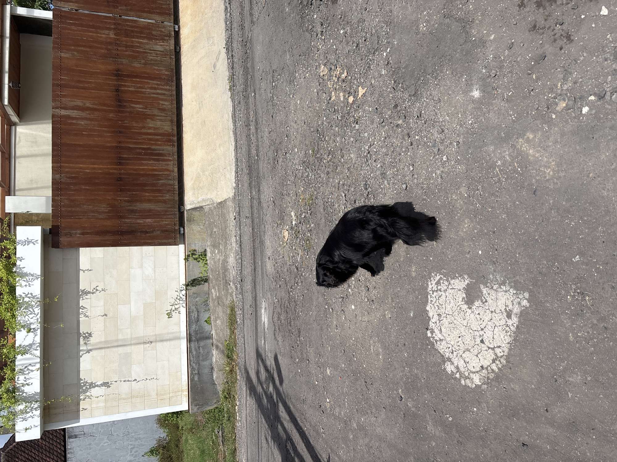 A black dog is lying on a cracked asphalt road next to a building in Kuta Selatan, Indonesia. The building has a rusted brown gate or wall, light-colored stone blocks, and vegetation. The road is gray and has an area of cracked white material. The image is taken during daylight hours.