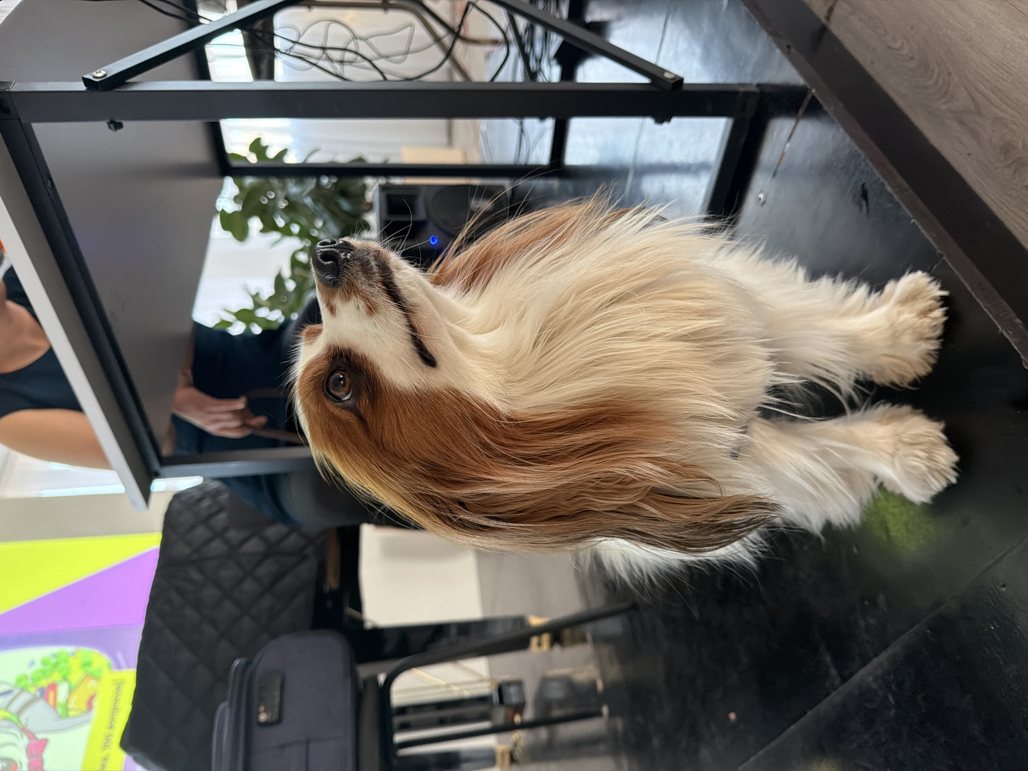 The image, taken in Bar, Montenegro, features a fluffy brown and white dog lying on a dark floor, looking upwards with an attentive and curious expression. The dog has long, flowing fur, expressive brown eyes, and a small black nose. Its head is tilted, showing its profile.
In the background, under a black desk or table, a person's arm and torso are partially visible, wearing a dark top. The person is seated in a black, quilted office chair. The desk structure is black, with various cables visible underneath. Behind the dog's head, an electronic device with a small blue light can be seen, possibly a speaker or computer component. A green plant is also visible in the blurred background. On the floor near the chair, a black bag and a blue backpack or bag are present.
The scene appears to be an indoor setting, likely an office, workspace, or domestic environment, characterized by the desk, chair, and electronic equipment. The lighting suggests daytime or a well-lit interior. The dog appears calm and observant. No discernible text is visible in the image.