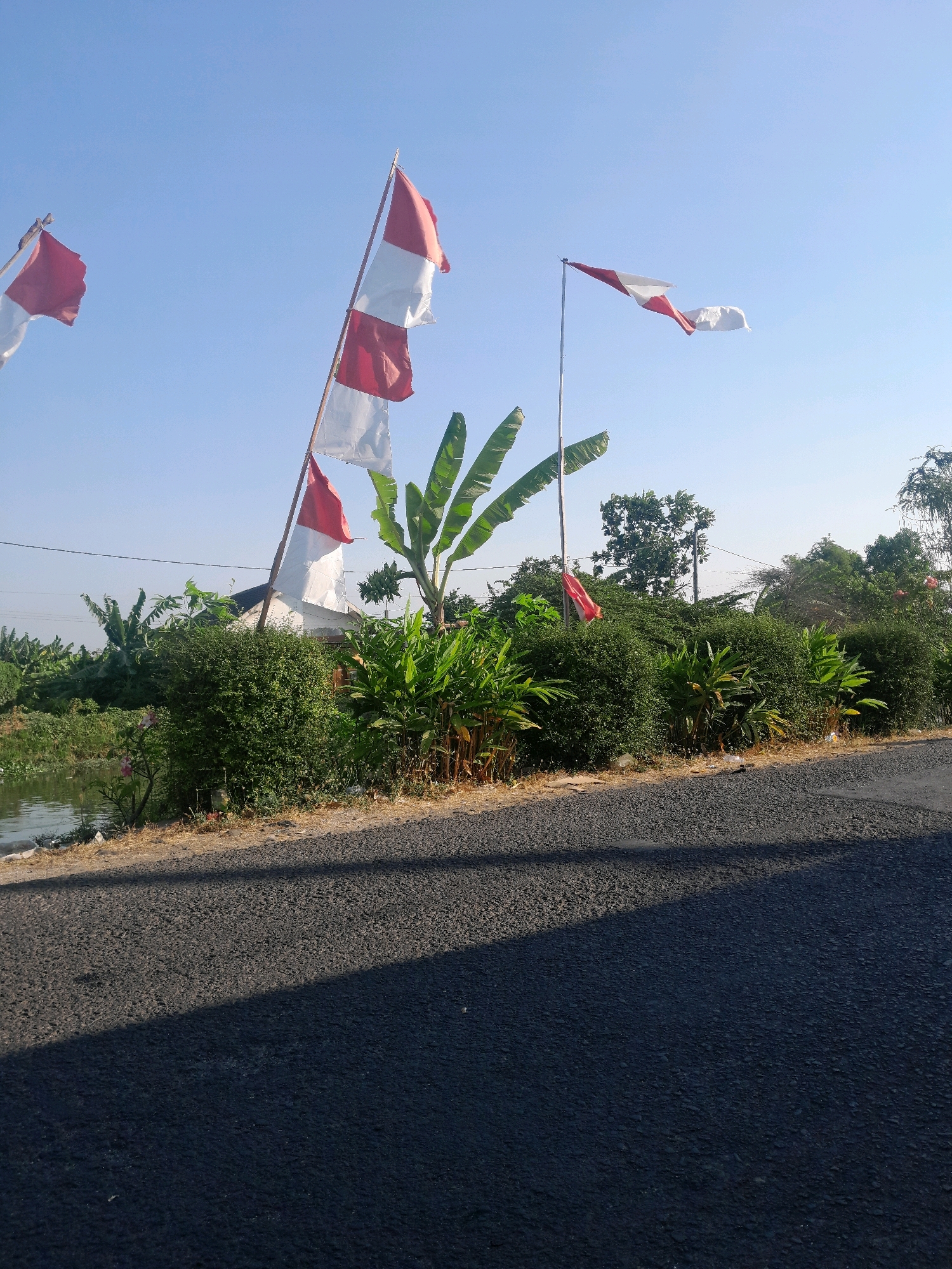 In Terung Kulon, Indonesia, on a clear day with a bright blue sky, several red and white flags are flying. One flag is prominently displayed on a tall pole, with another smaller red and white flag visible behind it, and a third red and white flag flying from a shorter pole to the left. In the background, there is lush green vegetation, including banana trees and bushes, and a body of water. A paved road runs through the foreground of the image, with a shadow cast across it. The scene appears to be rural.