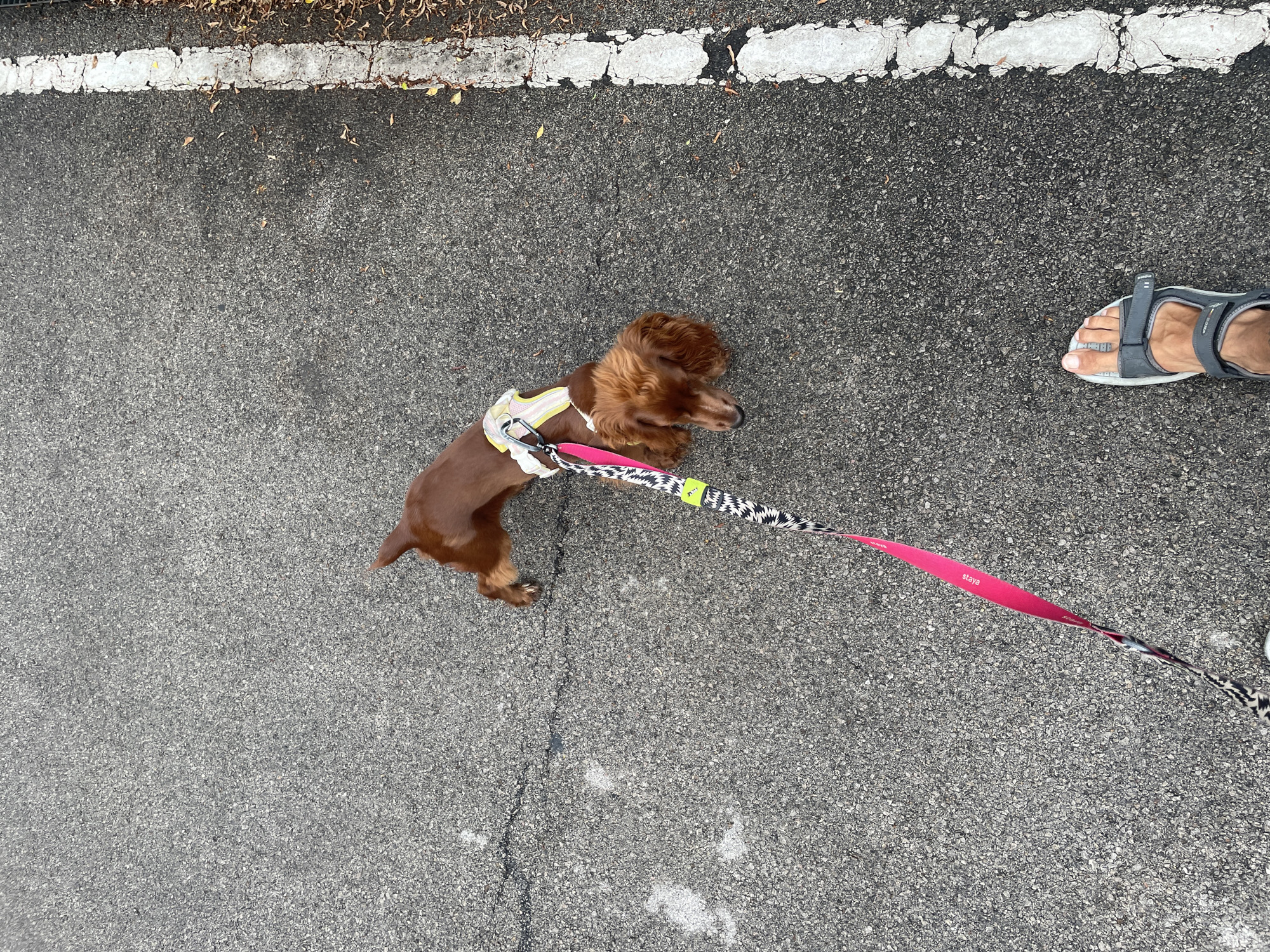 A dachshund lies on asphalt, restrained by a pink and animal-print leash attached to a yellow and white harness. A foot wearing a gray sandal appears near the right edge of the frame. A white road marking is visible at the top of the image.