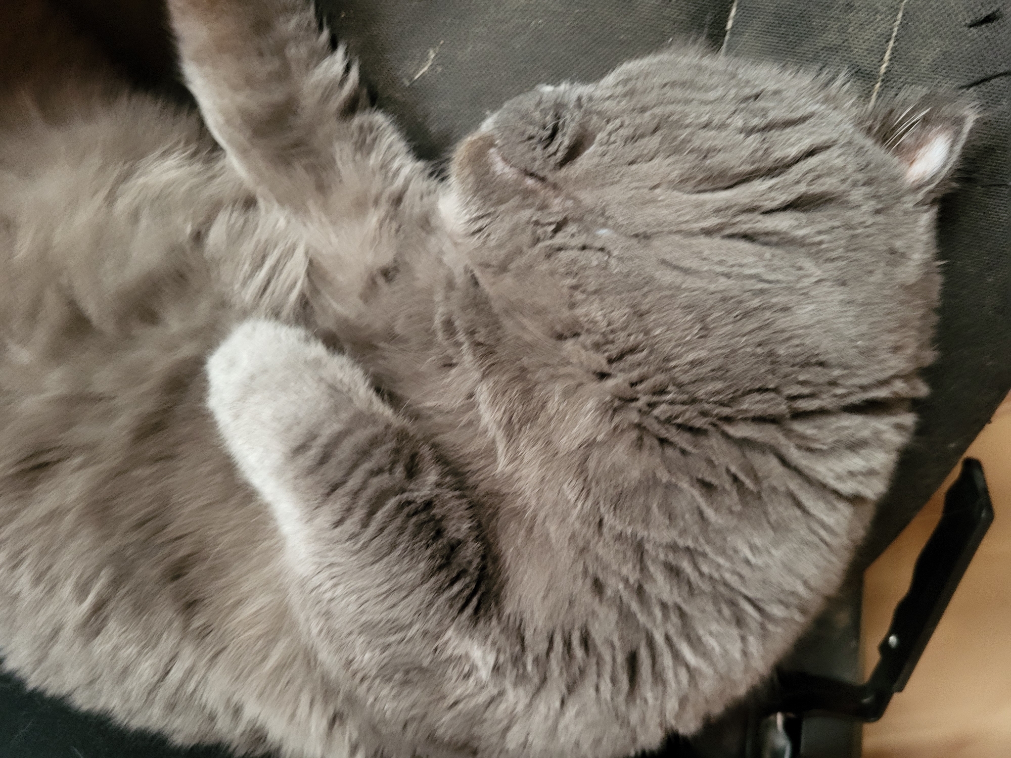 An overhead, close-up shot shows a gray cat sleeping on its back. Its body is curled up, and its paws are tucked in. The cat's fur is soft and fluffy, and its eyes are closed. The cat appears to be relaxed and comfortable. The background is blurred, but it appears to be a dark-colored surface, possibly a couch or a chair. The image is well-lit and sharp, with good color saturation. There are no visible signs of distress or injury to the cat.