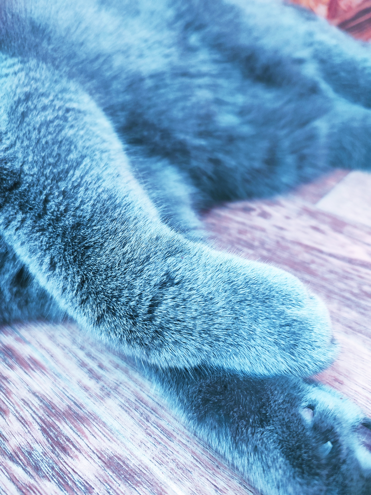 This is a close-up, low-angle shot of a gray cat's leg and paw resting on a wooden surface. The image is heavily desaturated and has a blue tint, suggesting artificial lighting or a stylistic choice. The texture of the cat's fur is visible, with individual hairs appearing slightly blurred. The wooden surface shows a wood grain pattern with diagonal lines. The overall scene is calm and still, with no active elements. The location in Zlatopil, Ukraine, is not visually discernible from the image itself.