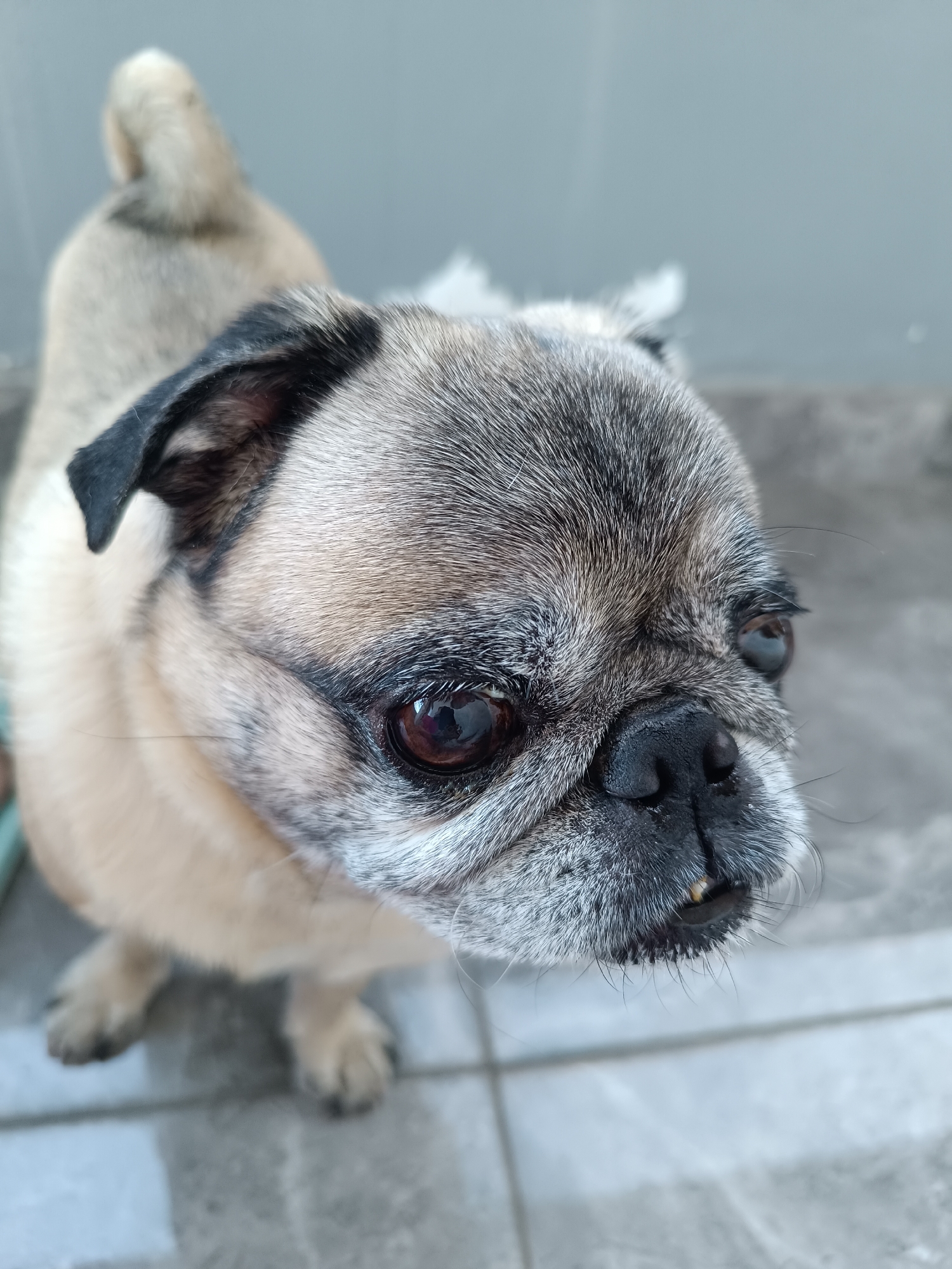 The image shows a close-up, high-angle view of a fawn-colored pug dog with black markings on its face, ears, and back. The dog is looking downwards and slightly to its right. Its eyes are dark brown, and its snout is black and wrinkled. Its mouth is slightly open, revealing a small section of its teeth. The dog's fur appears short and smooth, with some graying around its muzzle, indicating its age. The background consists of a light gray wall and a tiled floor, suggesting an outdoor or semi-outdoor setting. The lighting is natural, casting soft shadows. The scene does not provide any information about the location in Târgu Jiu, Romania, or any specific actions or interactions.