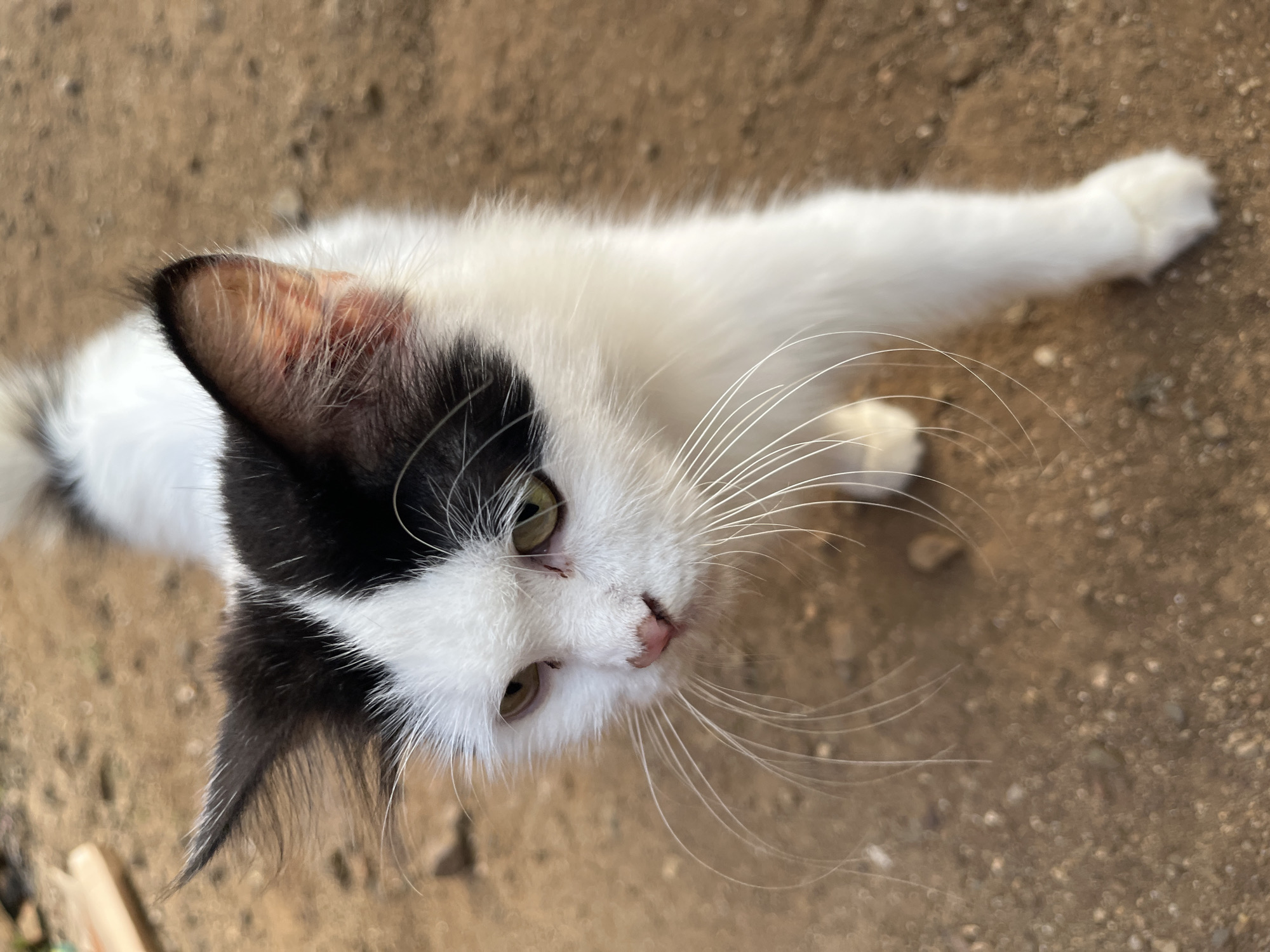 A black and white long-haired cat stands on a dirt surface. The cat is facing the camera and looking to the left, with its mouth slightly open. Its left front paw is extended forward. The background is a blur of brown dirt. The scene is outdoors, and appears to be in a rural or undeveloped area within the city of Kebumen, Indonesia.