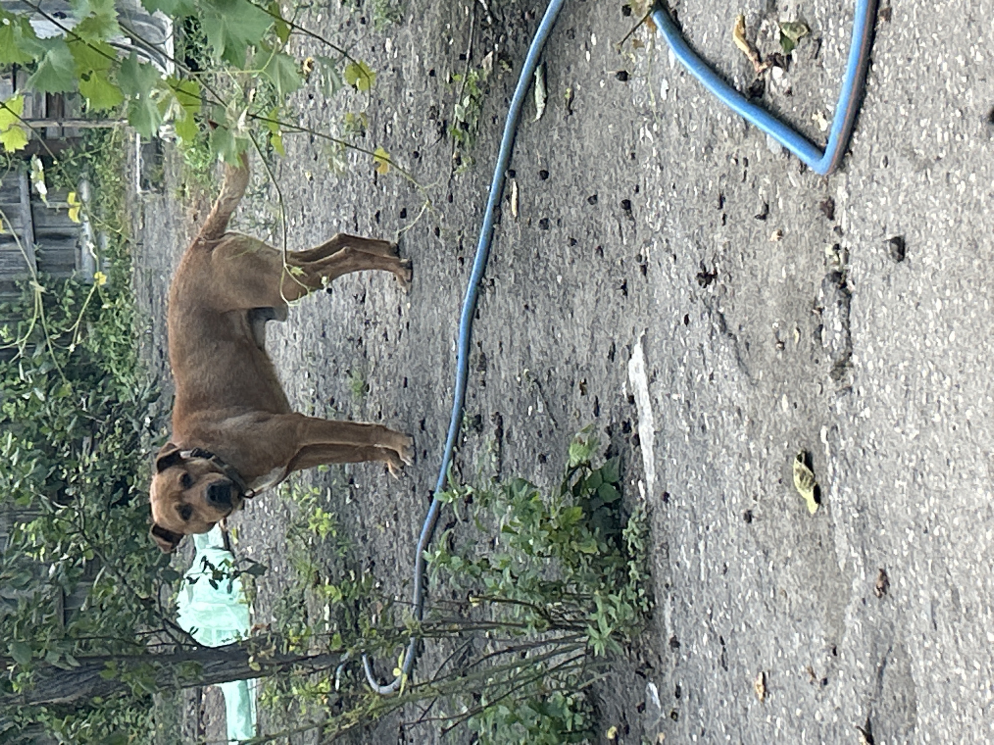 A brown dog with dark markings around its eyes stands on a paved surface surrounded by greenery. The dog is looking directly at the camera, with its head tilted slightly. It is wearing a collar. To the left of the dog, there are lush green leaves from a vine, and further in the background, a wooden fence is visible. A blue hose lies on the ground, curving through the scene. The ground is a mix of asphalt and dirt, with small stones and fallen leaves scattered about. The overall setting appears to be an outdoor area, possibly a yard or garden. The lighting suggests it is daytime, with a slightly overcast or diffused light.