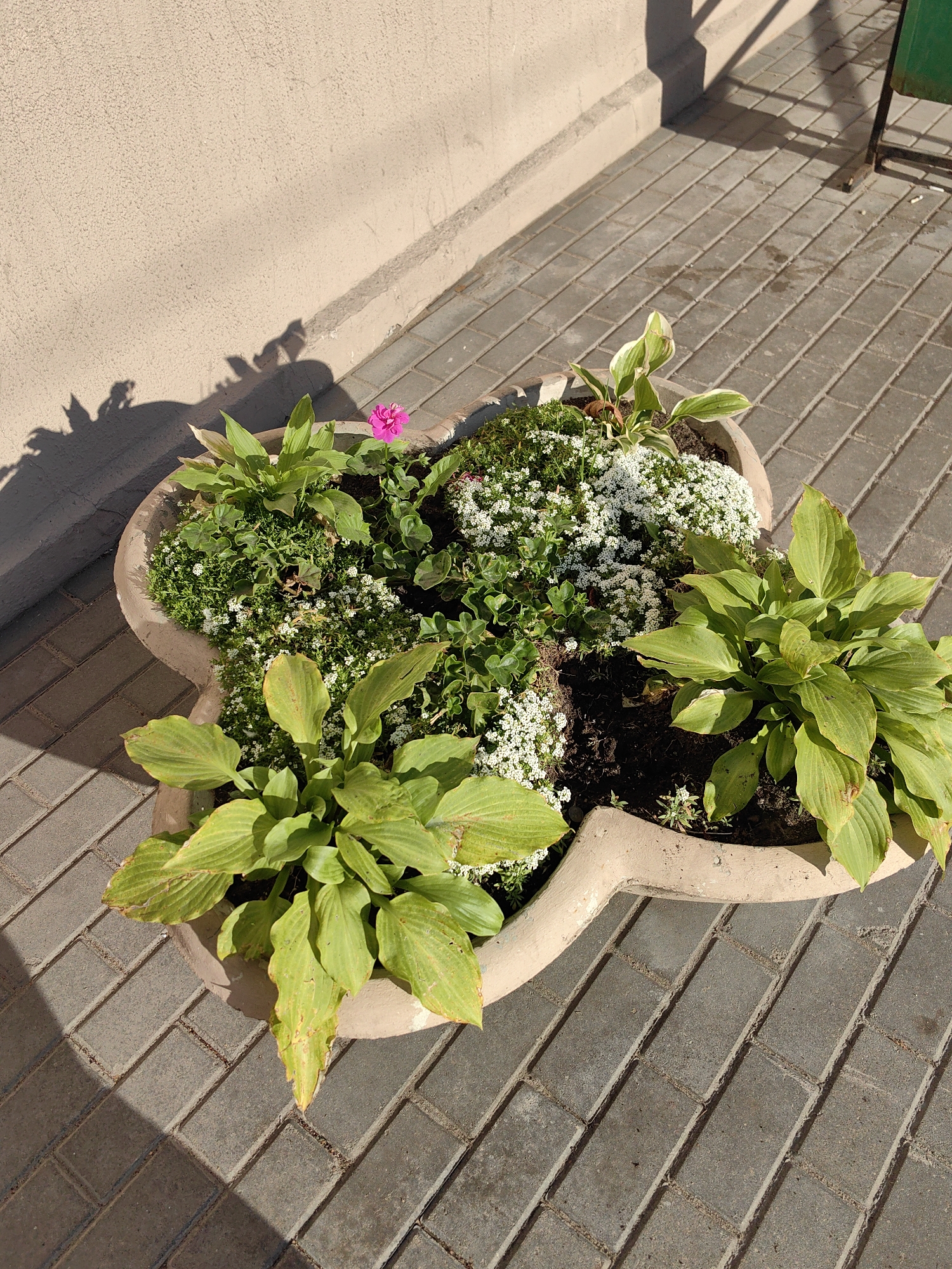 A large, light-colored, irregularly shaped planter is situated on a paved walkway composed of rectangular gray bricks laid in a herringbone pattern. The planter contains a variety of plants, including large-leaved hostas with pale green leaves, clusters of small white flowers, and some lower-growing green foliage. A single bright pink flower is visible near the top left of the planter. Shadows from an unseen object, possibly a railing or fence, are cast across the walkway and the planter. To the left of the walkway, a textured, light-colored wall is visible. The scene appears to be outdoors, possibly in a park or public space, given the paving and planter. The overall lighting suggests it is daytime with bright sunlight. The image has been cropped to focus on the planter and its immediate surroundings.
