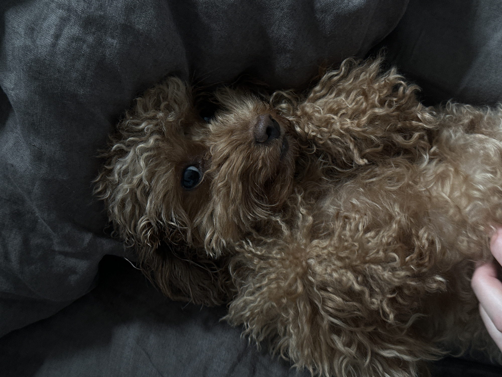 A brown poodle lies on a gray fabric surface, possibly a bed or couch. The dog is on its back, with one blue eye visible. Part of a human hand is visible on the right side of the frame, touching the dog's fur. The location is not specified.