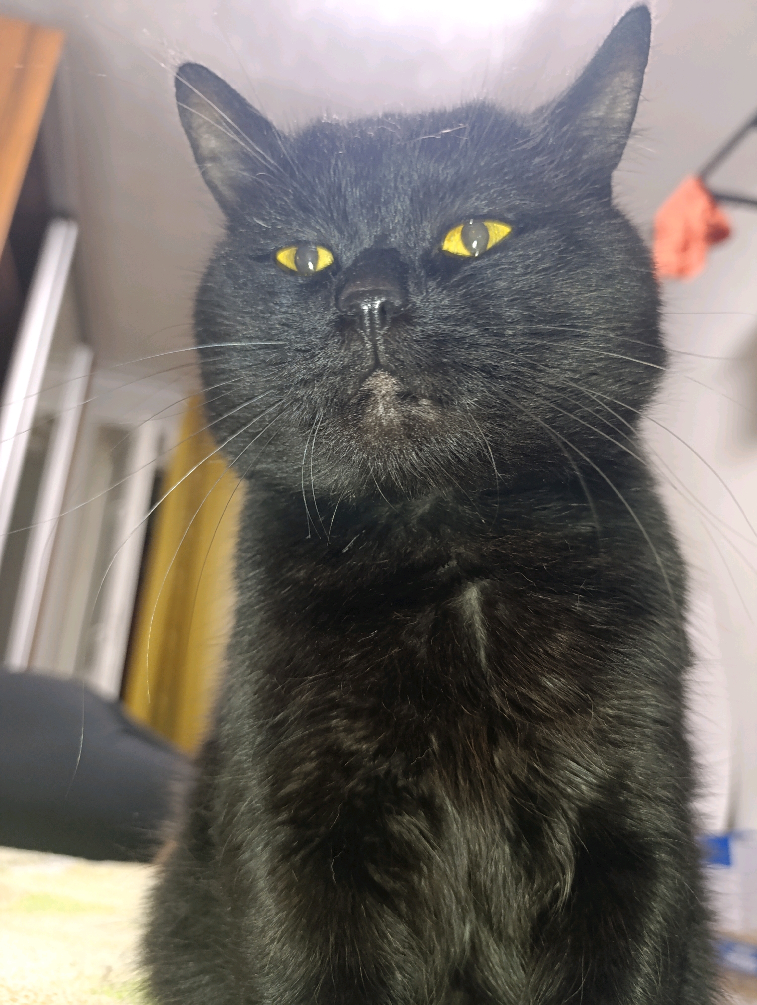 A low-angle, close-up, full-body shot features a black cat with bright yellow eyes looking directly at the camera. The cat's fur is dense and appears somewhat fluffy. Its left ear is slightly bent. The background is blurred, showing indistinct shapes of furniture and possibly a window. The lighting is somewhat dim, creating a slightly washed-out effect on the background. The image does not contain any elements that suggest a specific location within the city of Zlatopil, Ukraine.