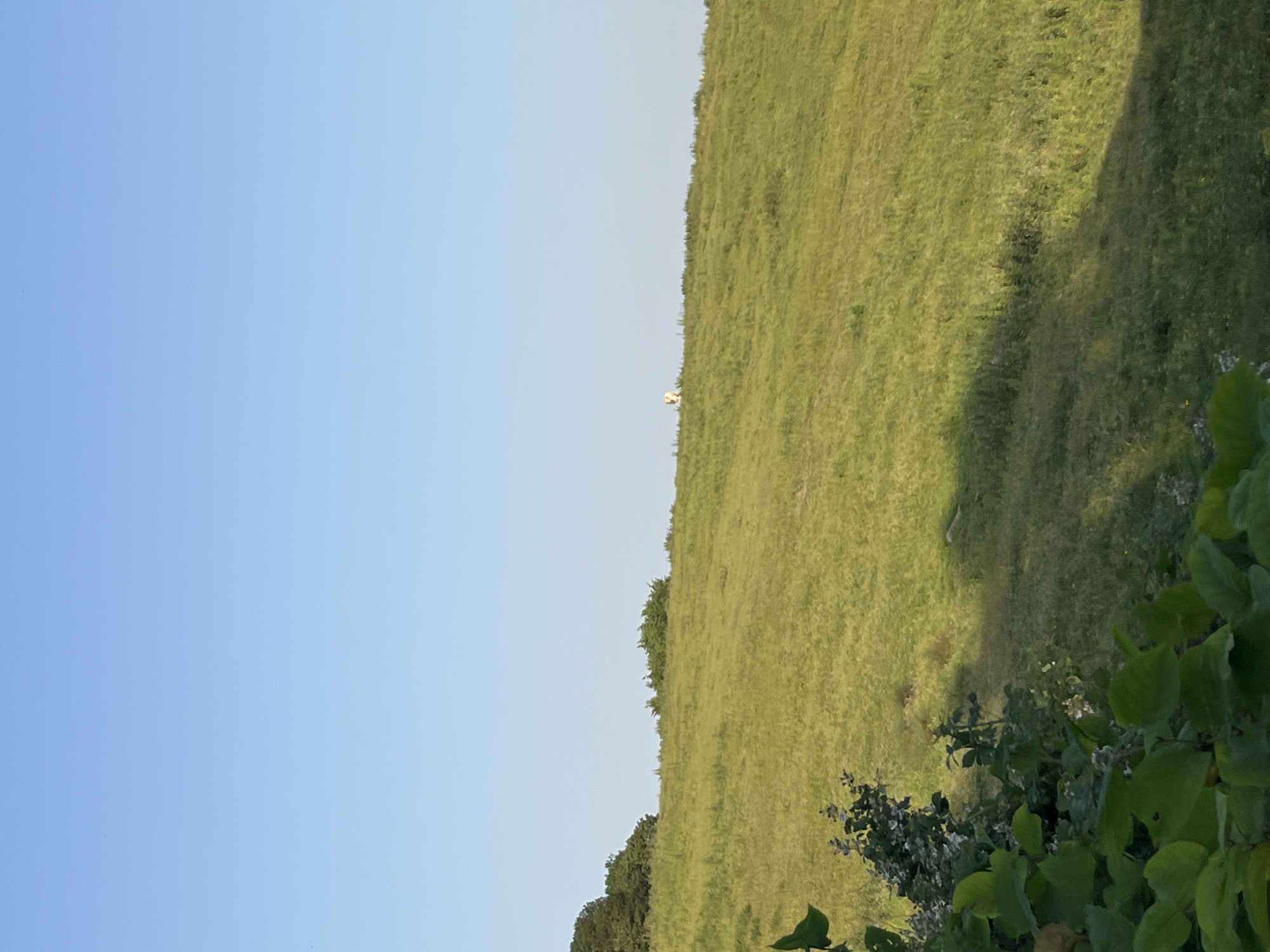 The image shows a rolling green hillside under a clear blue sky. In the distance, on the crest of the hill, there are two small figures, possibly sheep or people, and a cluster of trees can be seen on the left side of the frame. The foreground is dominated by dark green foliage. The scene appears to be a natural landscape, possibly a park or a rural area.