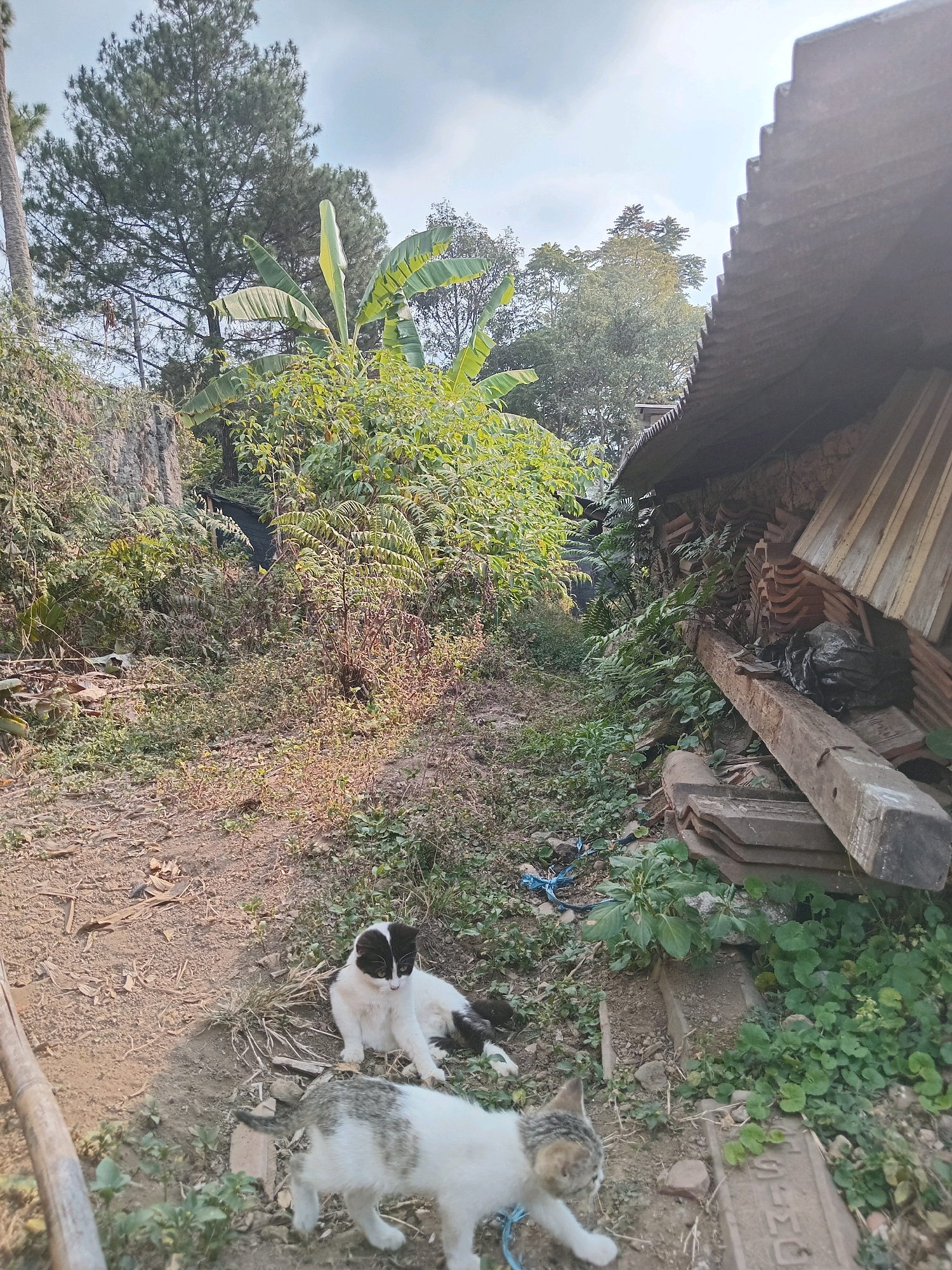 The image depicts an outdoor scene in a rural or semi-rural area, possibly Claket, Indonesia, characterized by lush vegetation and a somewhat unkempt environment. Two cats are the primary subjects. In the foreground, a white and grey tabby cat is walking towards the right side of the frame. Behind it, a black and white cat is sitting with its head turned to the left, looking slightly downwards. The ground is a mix of dirt and sparse dry grass. To the right, a pile of building materials, including wooden planks and terracotta roof tiles, is stacked haphazardly against a structure with a corrugated metal roof. Beyond the cats and the building materials, dense green foliage dominates the background, with tall trees, including what appears to be a pine tree and banana plants, reaching towards a hazy sky. The overall impression is of a natural, overgrown setting with elements of human habitation.