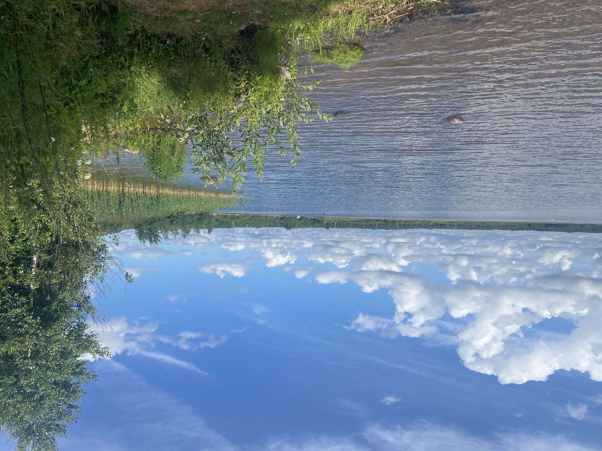 The image depicts a serene lakeside scene in Toksovo, Russia, under a bright blue sky dotted with fluffy white clouds and wispy cirrus formations. The expansive lake, with its rippling surface reflecting the sky, occupies the majority of the frame. In the foreground, the rocky, grassy shore meets the water, with a few scattered stones visible in the shallows. Lush green vegetation, including reeds along the distant bank and various leafy plants and grasses in the immediate foreground, adds to the natural beauty of the environment. The background reveals a tree line and what appear to be power lines stretching across the horizon, suggesting a semi-rural or suburban setting. There are no people visible in the image, and the overall atmosphere is one of tranquility and natural splendor.
