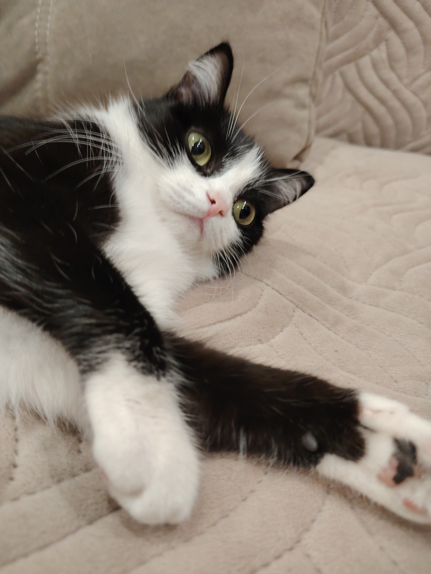 A black and white cat is lying on a beige textured surface, possibly a couch or blanket. The cat is partially reclined, with one front paw extended towards the camera. Its head is tilted, and it is looking directly at the viewer. The cat's fur is primarily black, with white markings on its chest, face, and paws. The background is out of focus but appears to be a similar beige color. No city or location is discernible in the image.