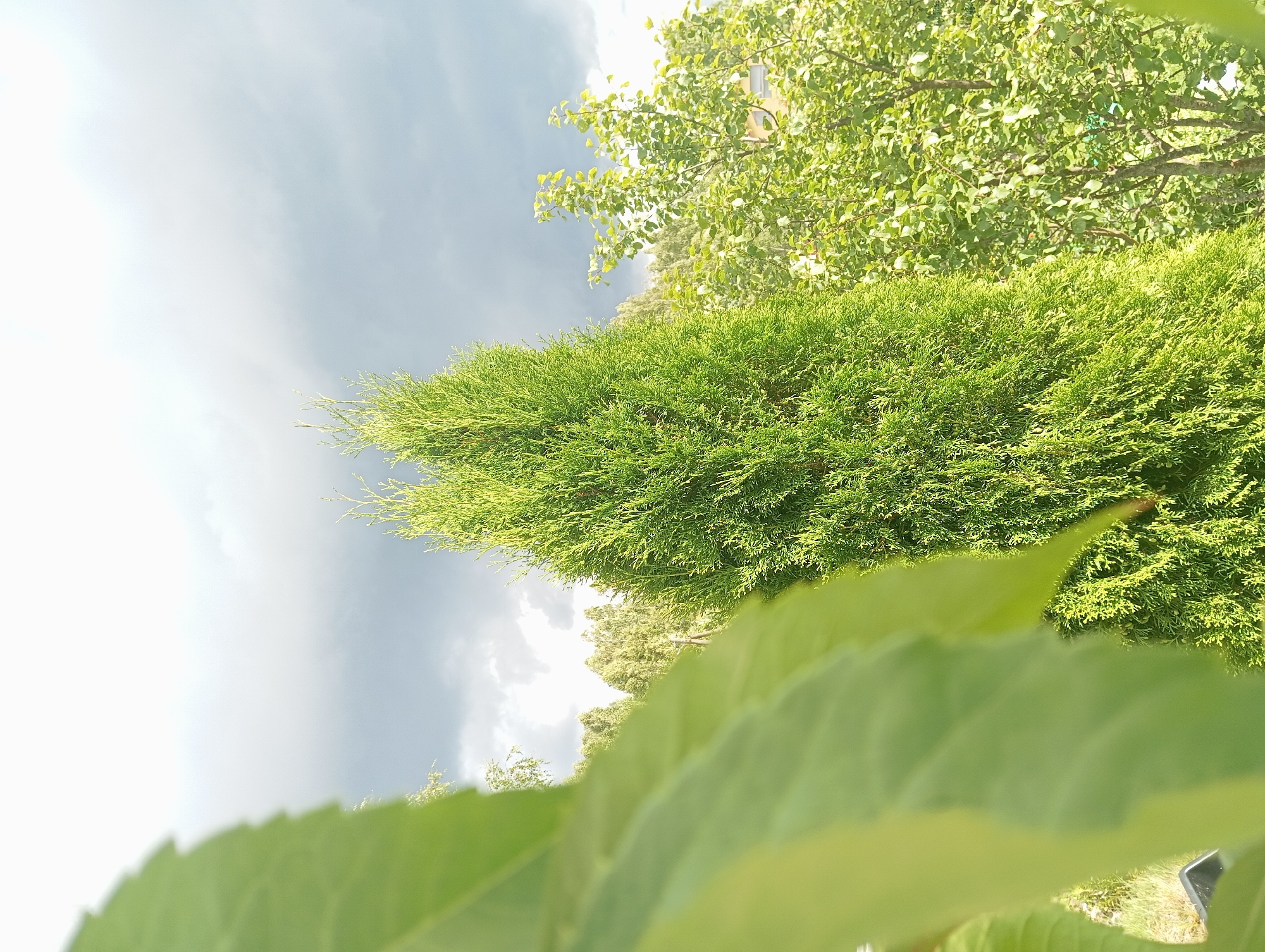 In an outdoor, daylight scene with a cloudy sky, a tall, conical evergreen tree stands prominently in the center, its bright green foliage illuminated by the sun. To its right, a deciduous tree with lighter green leaves is visible, and further in the background, a row of trees forms a natural backdrop. In the foreground, on the left side of the frame, a large, out-of-focus green leaf partially obscures the view. The environment appears to be a garden or a natural landscape.