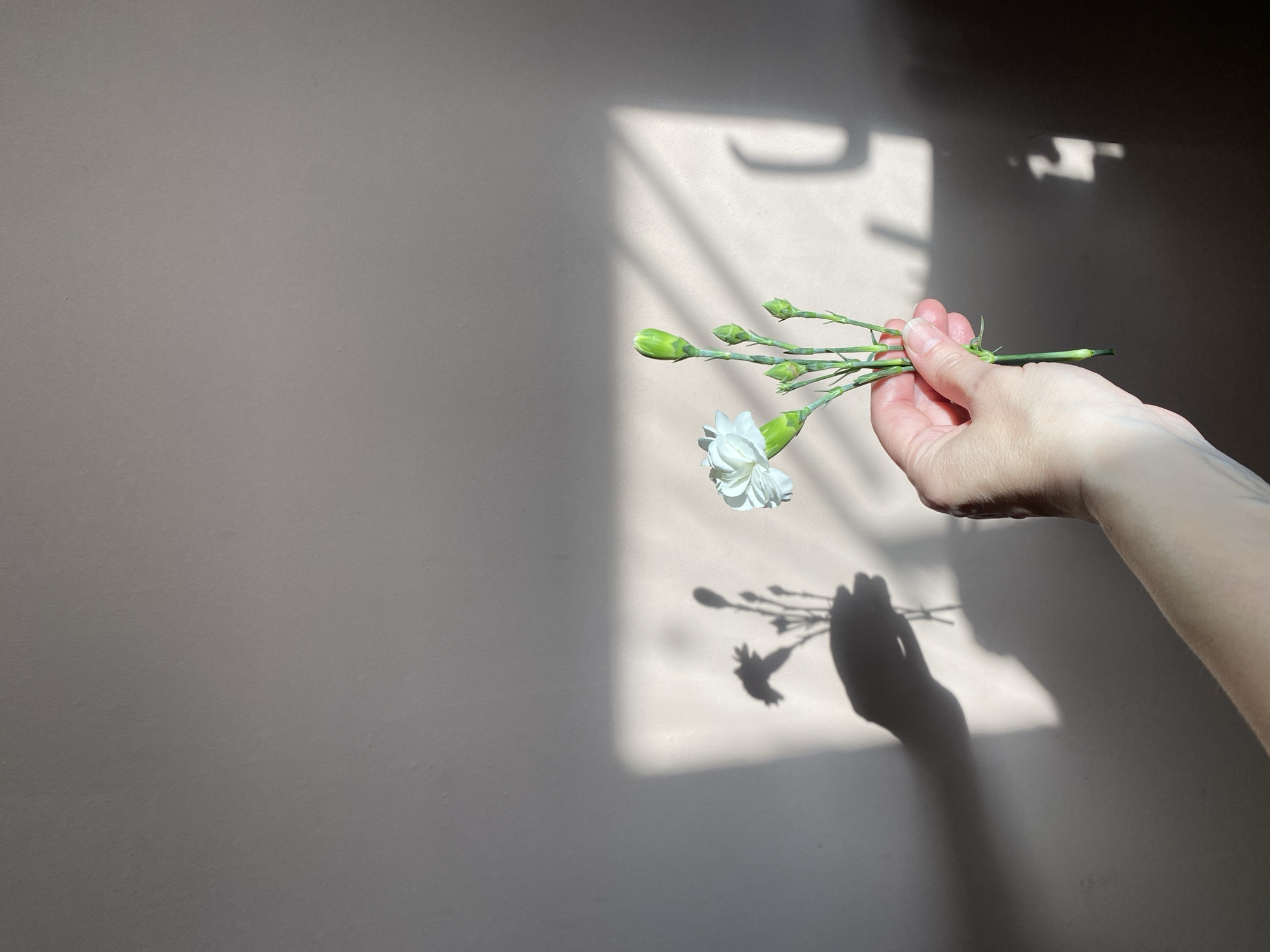 A human hand holds a small bouquet of white flowers and green buds against a plain, light beige-grey wall. The hand, appearing from the right side of the frame, has light skin and neatly manicured fingernails. It firmly grasps the slender green stems of the flowers, which include one fully bloomed white flower with delicate petals and several tightly closed green buds.
The scene is brightly lit by strong, direct natural light, creating prominent shadows on the wall. A large, distinct shadow, resembling a window frame or a set of blinds, occupies the right half of the background. Below this, a clear shadow of the hand and the flowers it holds is cast on the wall, replicating the forms of the delicate petals and buds. The left portion of the wall is in softer, more diffused light.
The overall impression is one of simplicity and natural beauty, highlighting the interplay of light and shadow. The crispness of the shadows suggests either morning or late afternoon sunlight. The setting appears to be indoors. There is no visible text in the image.