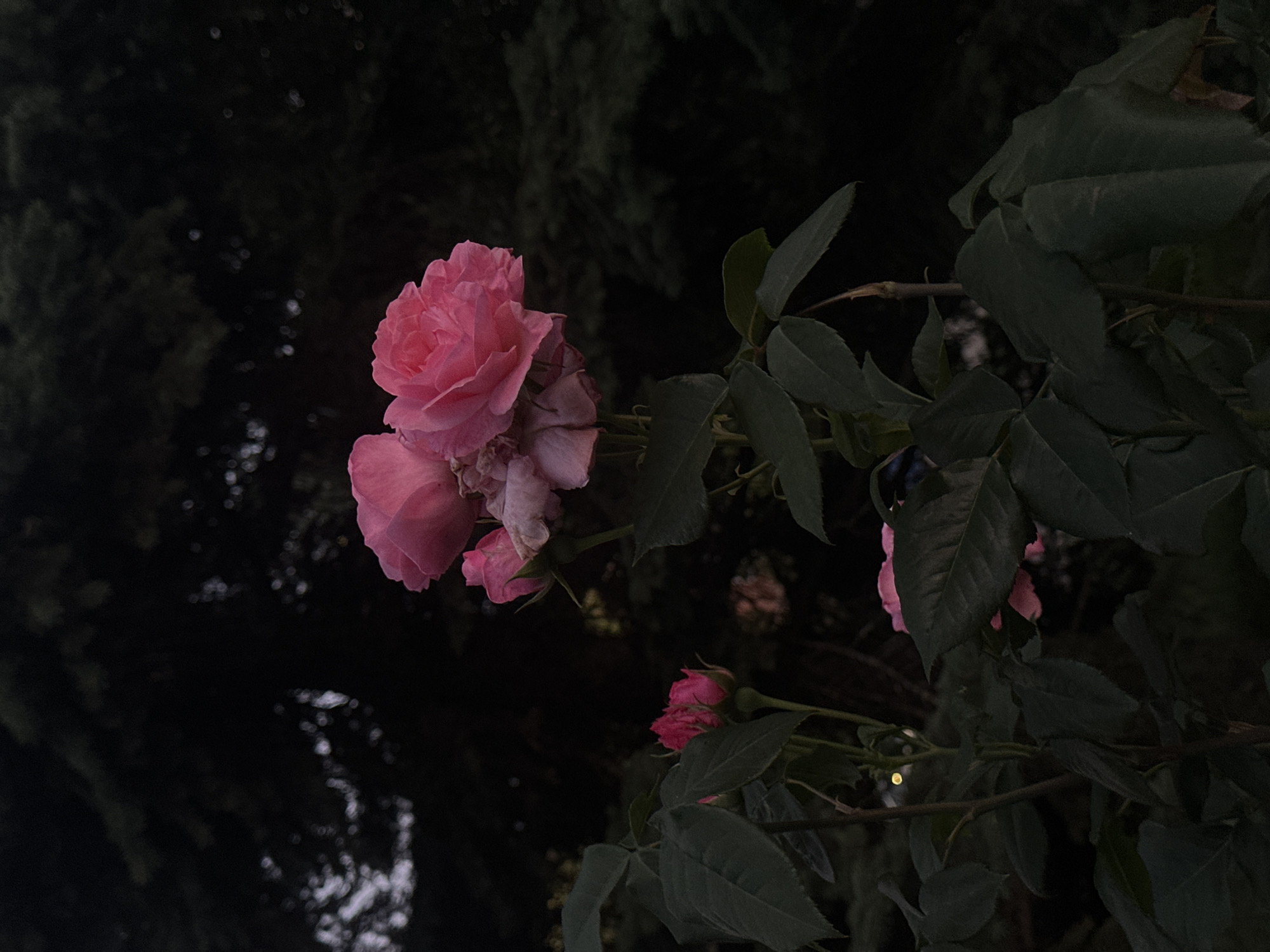 A cluster of pink roses, some fully bloomed and others as buds, are the central focus of the image. They are set against a dark, out-of-focus background that suggests dense foliage, possibly of a conifer tree, characteristic of a garden or park setting. The lighting is low, creating a moody atmosphere and highlighting the soft textures of the rose petals. One rosebud on the left shows a vibrant fuchsia color, contrasting with the lighter pink of the open blooms. The leaves of the rose bush are a deep, dark green. The scene appears to be outdoors, likely in a garden in Sofia, Bulgaria, given the request's context. There are no people or discernible human activity in the frame.