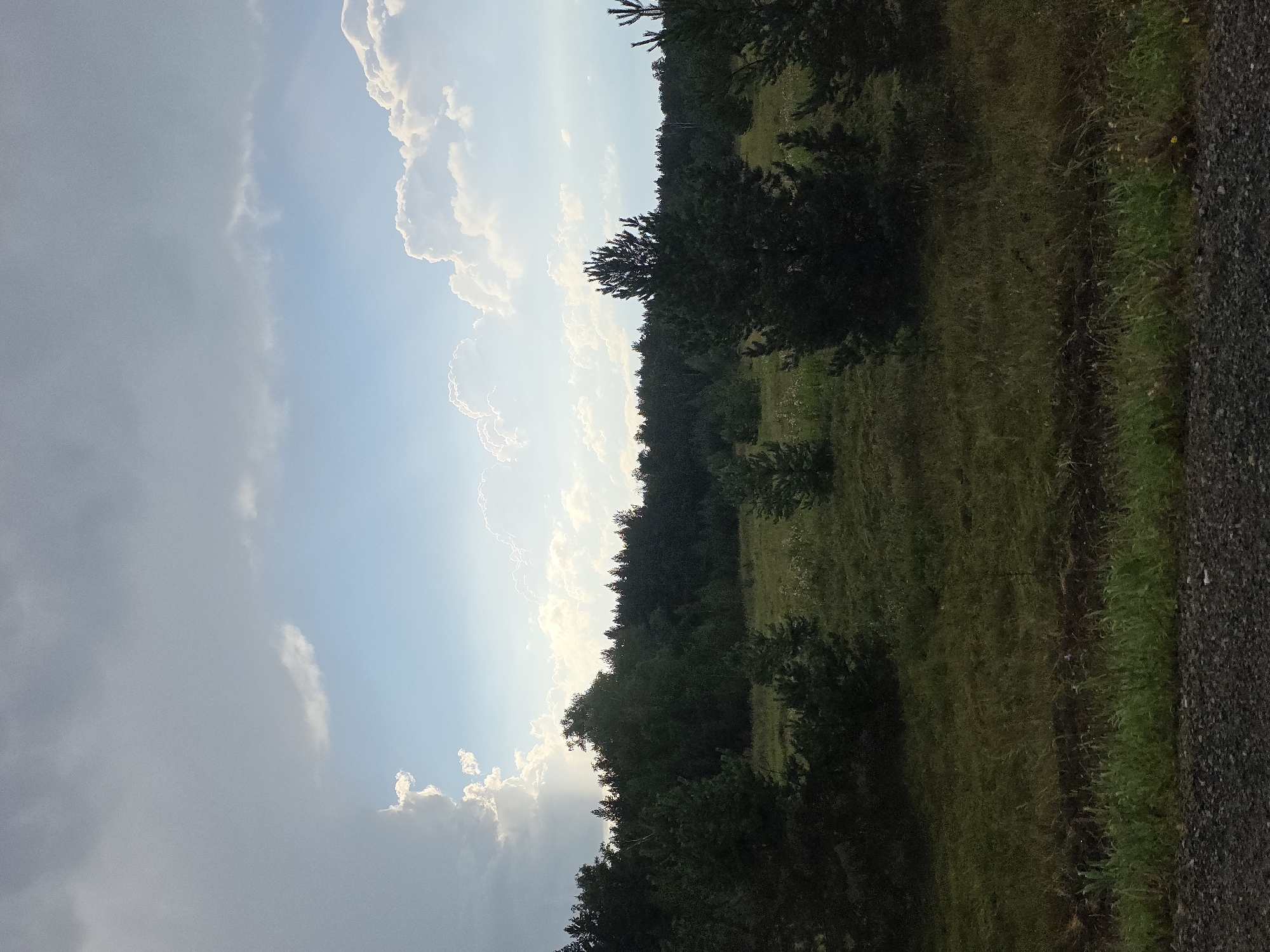 The image shows a panoramic view of a forest and meadow landscape under a cloudy sky. In the foreground, there is a gravelly surface, possibly a road or path, with some green grass growing along its edge. Beyond this, a grassy meadow stretches out, dotted with smaller trees and bushes. The middle ground is dominated by a dense line of dark green trees, forming a forest that extends across the horizon. The sky above is a mix of light blue and grey clouds, with some dramatic, white puffy clouds illuminated by sunlight. The overall impression is one of a natural, somewhat overcast, outdoor scene.