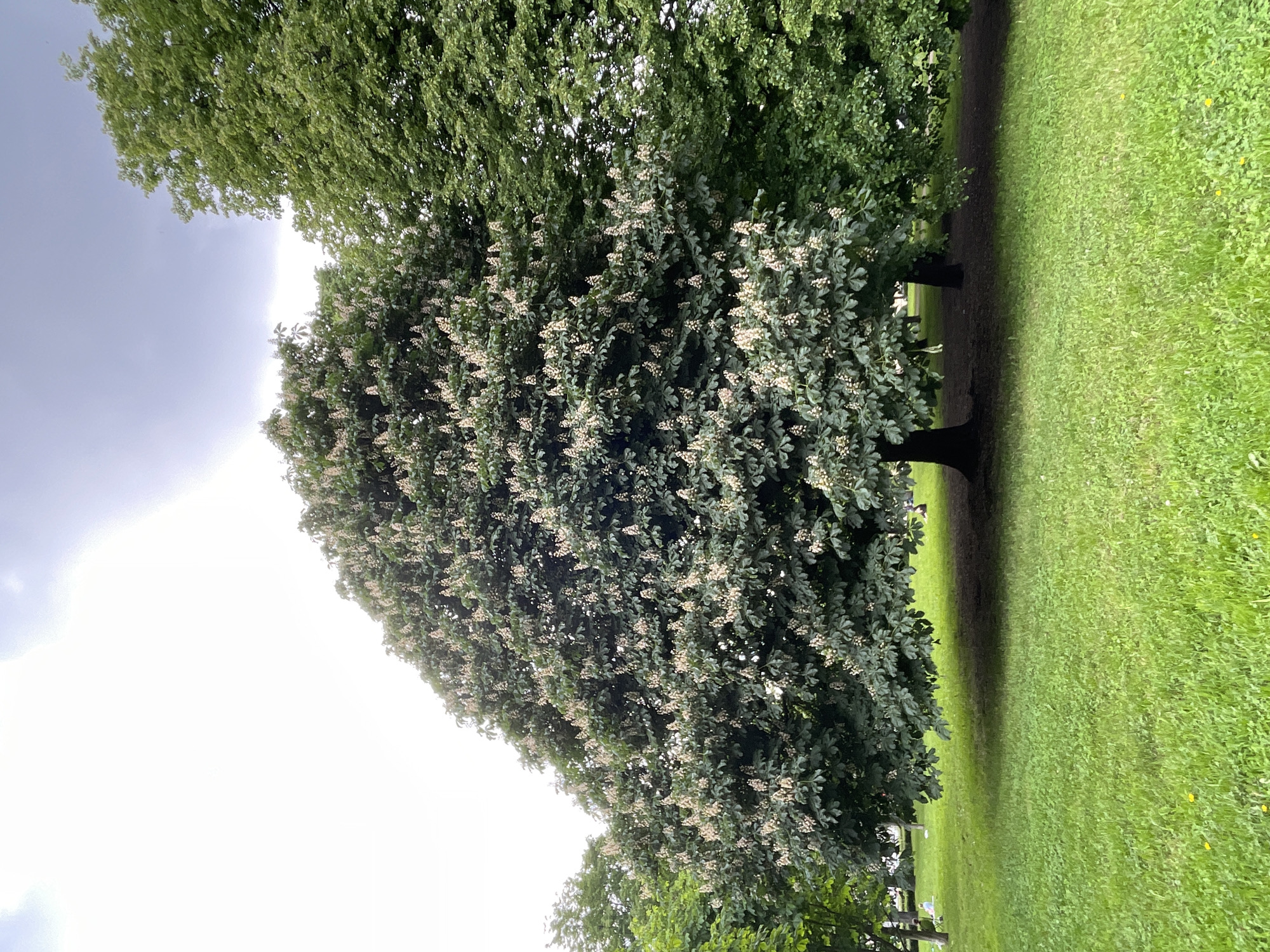 The image, presented as if rotated 90 degrees clockwise, depicts a tranquil park scene in Saint Petersburg, Russia, on an overcast yet bright day. A large, mature deciduous tree, identifiable as a Horse Chestnut (Aesculus hippocastanum), dominates the left side of the frame. It is in full bloom, showcasing dense green foliage adorned with numerous upright clusters of white or pale-colored blossoms, indicating springtime or early summer. Its dark, sturdy trunk is visible at the base. Another similar tree with a lush green canopy stands further back, slightly to the right.
A wide expanse of vibrant green, neatly mown grass covers the ground, stretching from the mid-ground towards the right and foreground. Subtle variations in light and shadow suggest a diffused light source, consistent with an overcast sky. In the distance, beneath the trees and on the grass, a few indistinct figures appear to be people relaxing or enjoying the park's ambiance, although their activities are not clearly discernible due to their distance. The upper portion of the frame is filled with a bright, diffused light gray sky. The overall impression is one of peaceful natural beauty in a public green space. No visible text is present in the image.