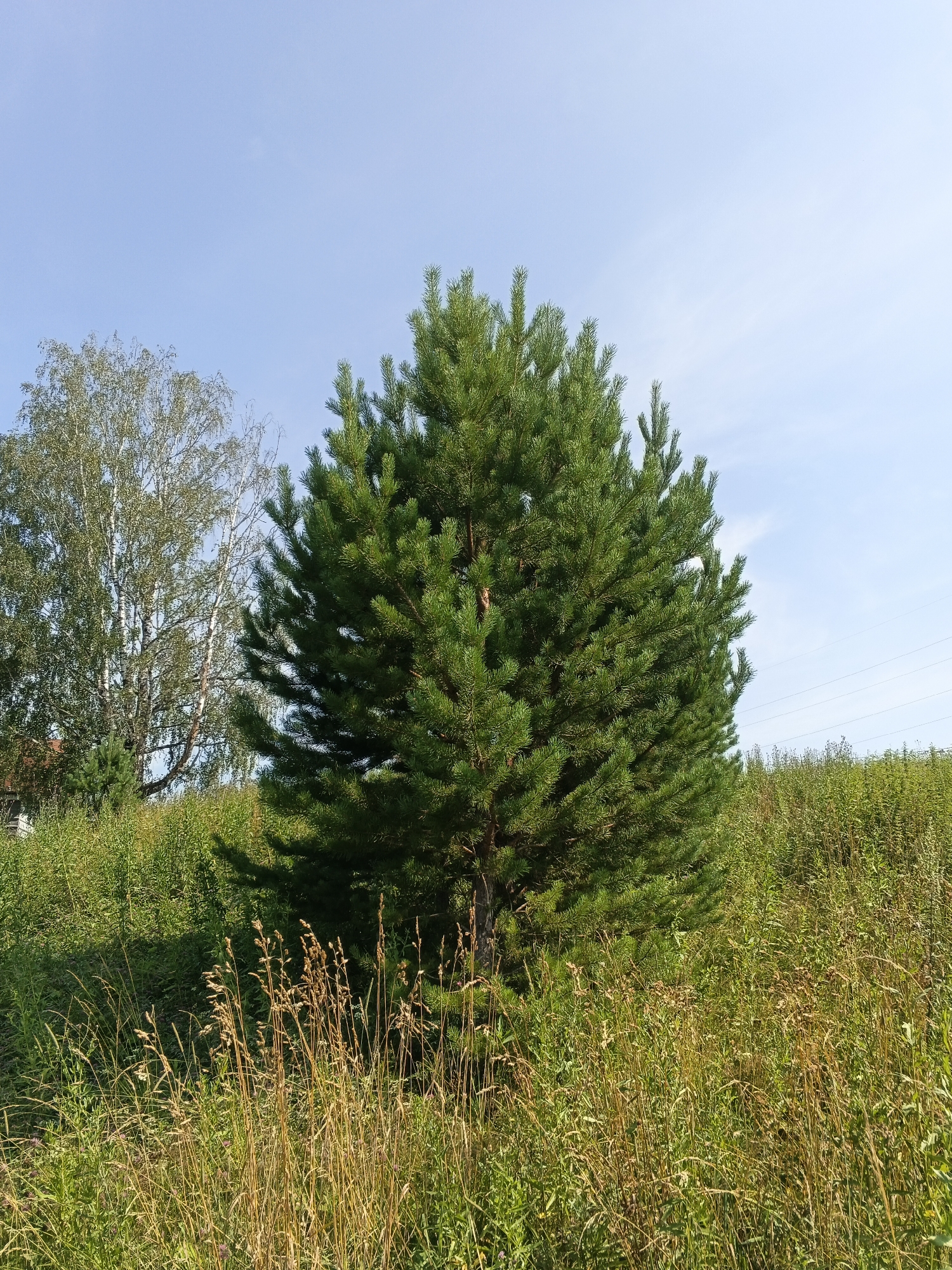The image captures a serene natural landscape under a clear blue sky. In the foreground, tall, dry grass with a yellowish-brown hue dominates the scene, interspersed with patches of vibrant green vegetation. A prominent, lush green pine tree stands in the center, its dense needles forming a full, rounded canopy. To the left of the pine, several slender birch trees with their characteristic white bark are visible, their leaves a lighter shade of green. The background consists of a gentle slope covered in more green foliage, with a hint of distant power lines against the horizon. The overall impression is one of a tranquil, sunlit day in a rural or park-like setting.