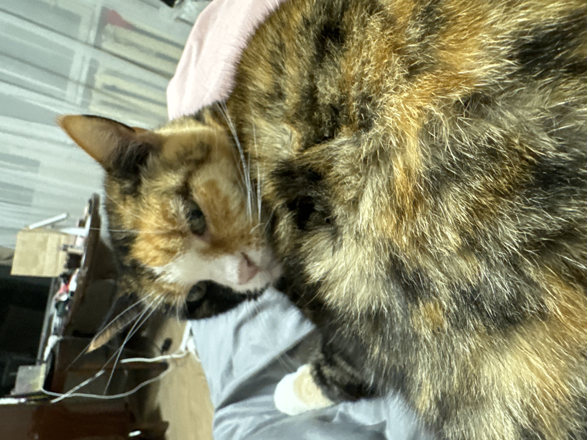 A close-up, high-angle shot captures a calico or tortoiseshell cat resting, with the image rotated approximately 90 degrees counter-clockwise. The cat, which dominates the frame, is lying on its side, looking towards the left. Its fur exhibits a beautiful blend of black, brown, orange, and golden tones, appearing thick and soft. White fur marks its muzzle, extending down to its chin, and a small white paw is visible, curled up against its body.
The cat's pink nose is prominent, and several long, white whiskers protrude from its face. Its eyes are partially open, conveying a relaxed or sleepy demeanor. One pointed ear is visible near the top of its head. The feline is resting on a light grey fabric, possibly a blanket or clothing, with a soft pink fabric visible behind its back and head. The background is out of focus but appears to be an indoor setting, with indistinct shapes on the left suggesting shelves or furniture. The lighting is soft and ambient. There is no visible text in the image.