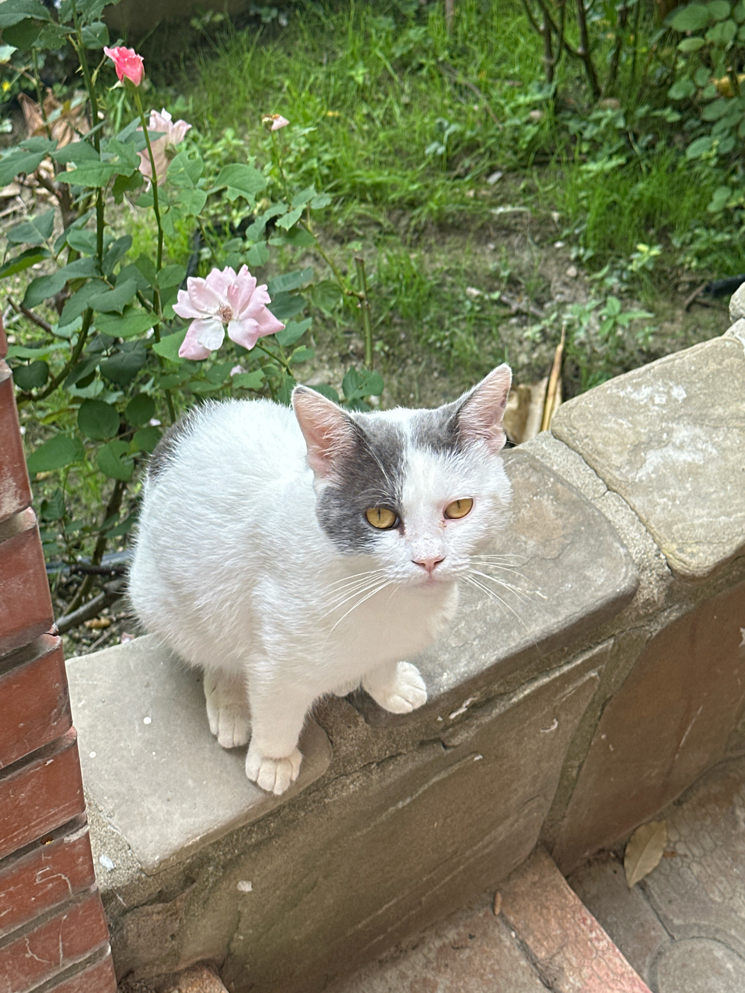 A medium shot captures a bi-colored cat with white fur and a grey patch over its left eye, sitting on a textured stone ledge outdoors. The cat faces forward, its yellow eyes looking slightly to its left. Its paws are tucked beneath its body. Behind the cat, a rose bush with pink and white blossoms and green leaves is visible, along with a patch of green grass. The scene is set in the city of Lermontovo, Russia.
