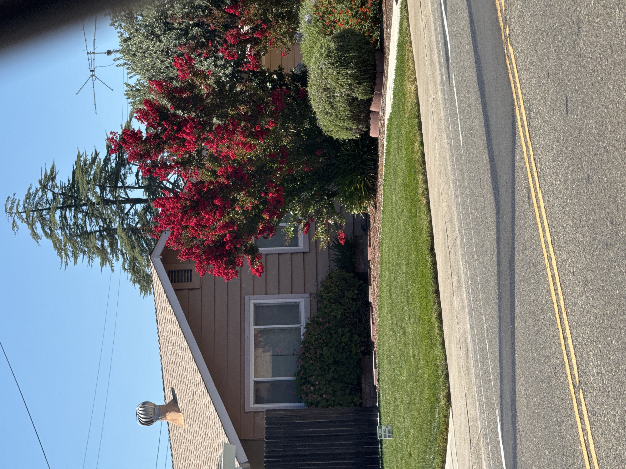 The image shows a residential house in Citrus Heights, California, on a sunny day. The house is a single-story structure with a light brown exterior and a shingled roof. A metal turbine vent is visible on the roof. In front of the house, there is a well-maintained lawn and a sidewalk. A dark wooden fence runs along the left side of the property. A bright red flowering tree dominates the center of the image, with other green foliage and bushes surrounding it. In the background, tall trees and a television antenna are visible against a clear blue sky. The street in front of the house has double yellow lines, indicating a two-way street. A small green sign on the lawn reads "PLEASE KEEP DOGS OFF GRASS."