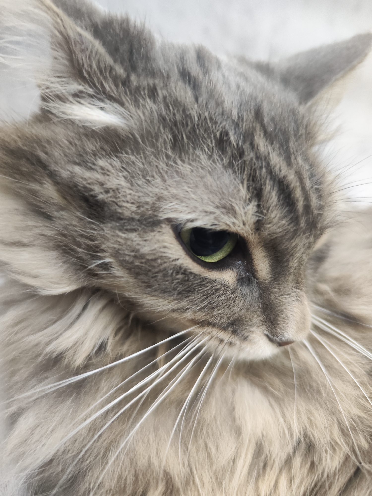 A close-up photograph shows the head of a long-haired, gray tabby cat. The cat's left eye, which is green, is partially visible. The cat has long, white whiskers. The location is Unknown, Unknown.