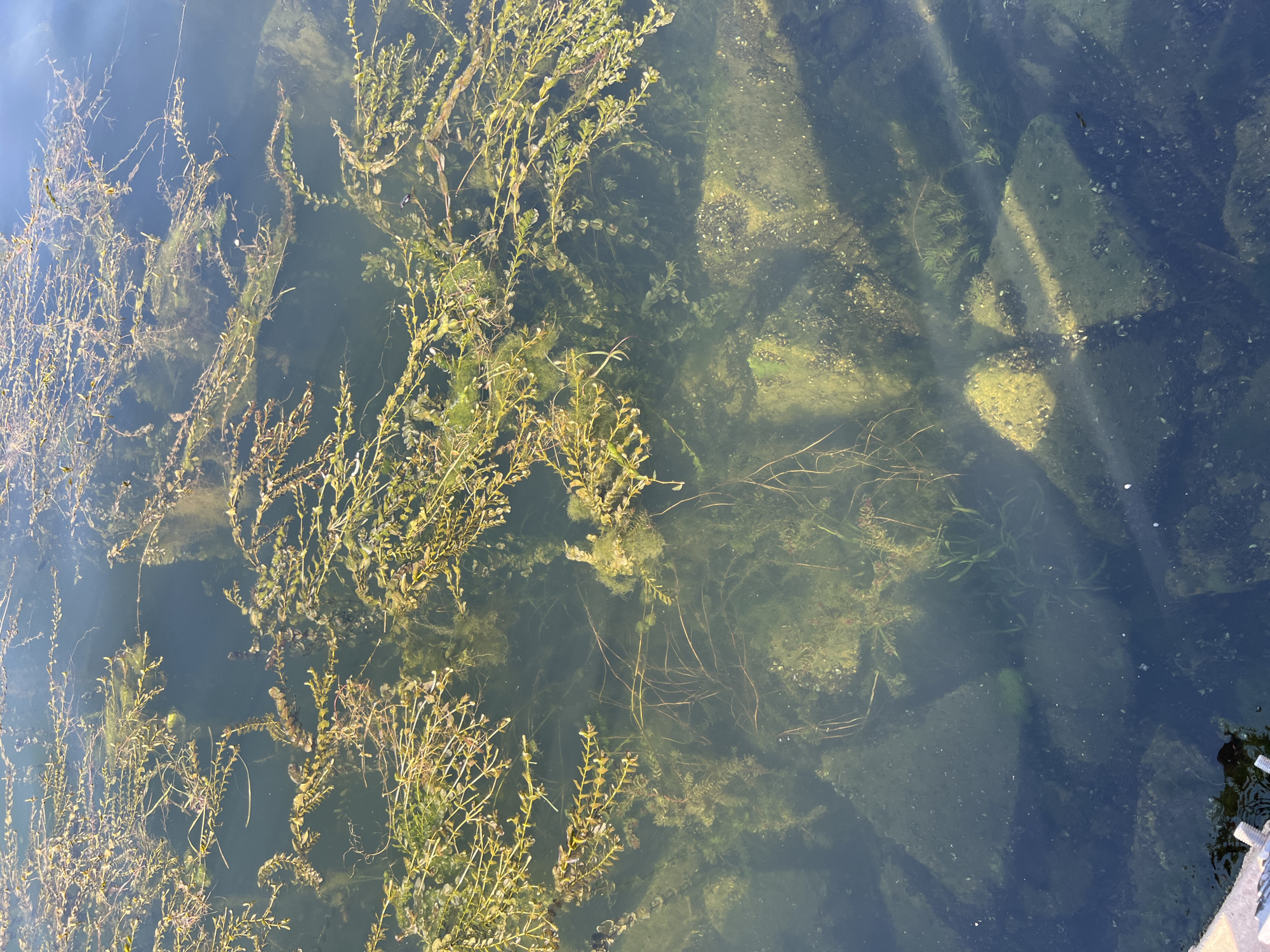 The image shows a top-down view of the shallow, clear water of a body of water, likely a river or lake in Korzhevo, Moldova. Submerged aquatic vegetation, predominantly leafy green plants and some filamentous algae, are clearly visible and fill much of the frame. The plants are varied in color, ranging from bright green to a yellowish-brown, indicating different species or stages of growth. Sunlight penetrates the water, illuminating the submerged rocks and the sandy or silty bottom in some areas. The water surface reflects the sky, creating a blueish tint in some parts of the image, and dappled shadows from unseen objects fall on the water and the bottom. The overall scene is peaceful and natural, suggesting a calm day. There is no visible text, people, or obvious activity taking place, other than the gentle movement of the plants in the water. The quality of the light suggests it is daytime, possibly late morning or early afternoon, given the intensity of the sunlight. The presence of aquatic plants and clear water indicates a healthy aquatic ecosystem.