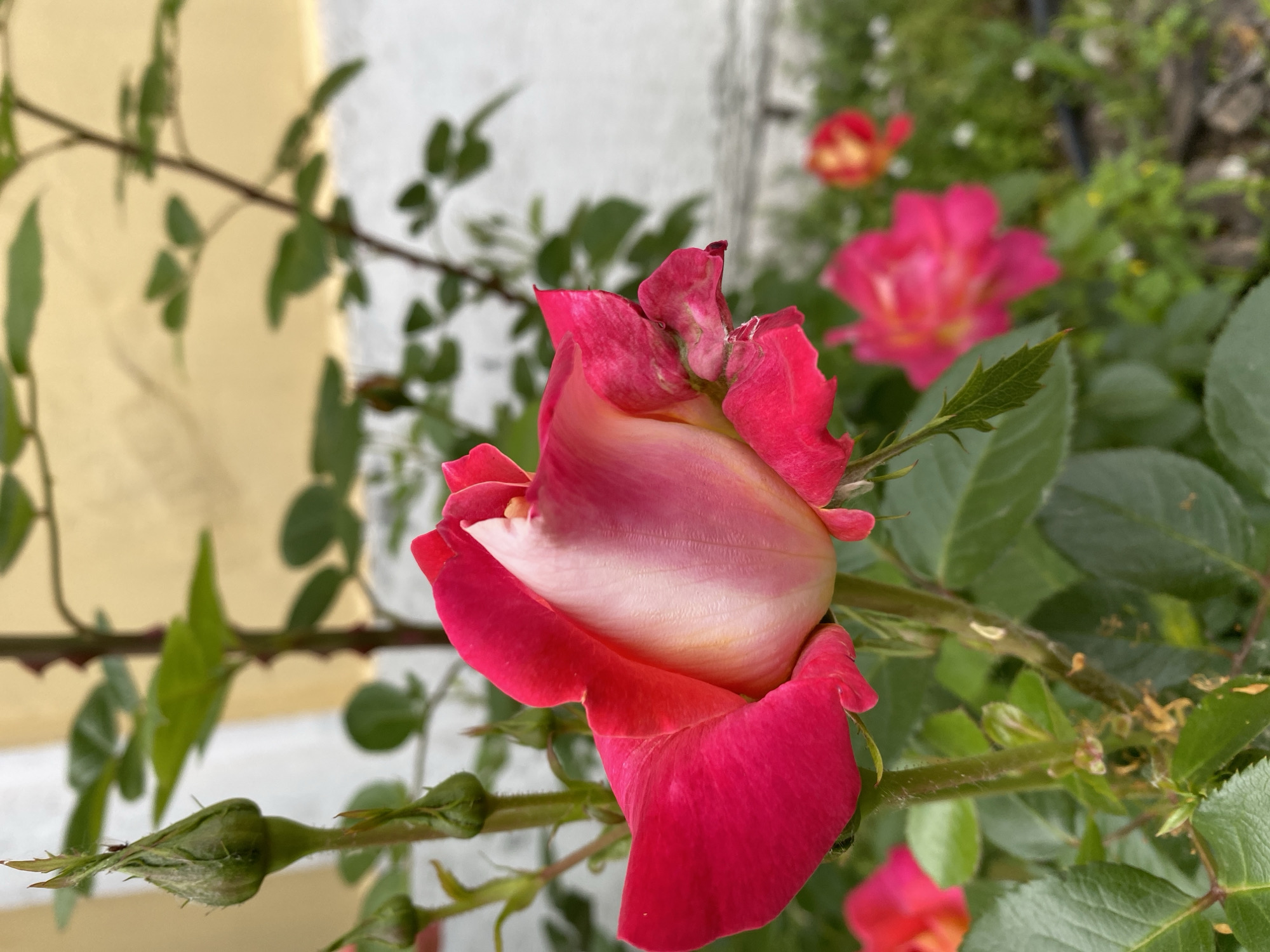 This is a close-up, eye-level, outdoor shot of a partially opened red and white rose in Chernihiv, Ukraine. The rose is in the foreground, with its petals a vibrant pink on the outer edges and fading to a pale white in the center. Several rosebuds are visible to the left of the main bloom, as well as a few blurred red and pink roses in the background. The rose bushes are surrounded by green leaves and stems, with a light-colored wall and a yellow-tinged structure behind them. The scene appears to be in a garden setting. There are no people or animals visible in the image.