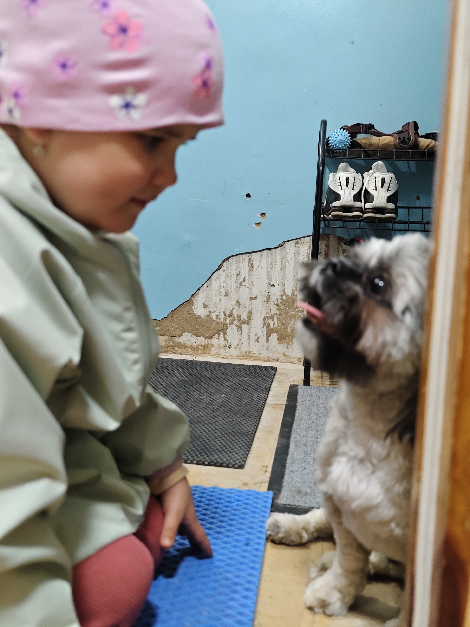 A child wearing a pink floral hat and a light green jacket sits on a blue mat, looking at a small, fluffy, light-colored dog. The dog is standing on the floor, with its tongue sticking out slightly. The background features a blue wall with patches of exposed plaster, a black metal shelf holding shoes and a blue spiky ball, and two mats on the floor. The setting appears to be an indoor entryway. Based on geolocation data, the image may have been taken in Chaikovsky, Russia.